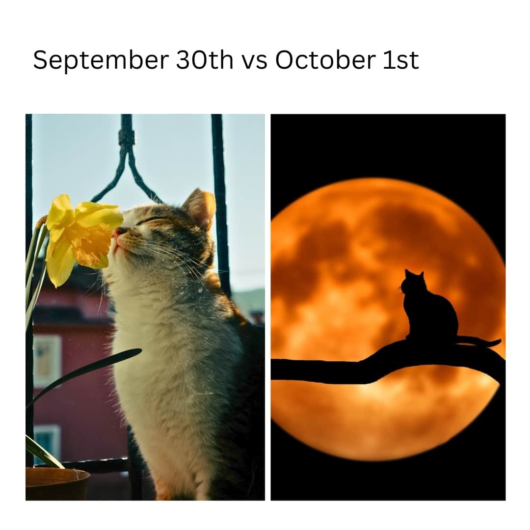Fresh Stepのインスタグラム：「Here’s to spooky season 🐈‍⬛🎃  #memes #catmemes #cattos #october #halloweenseason #halloweenmemes #freshstep」