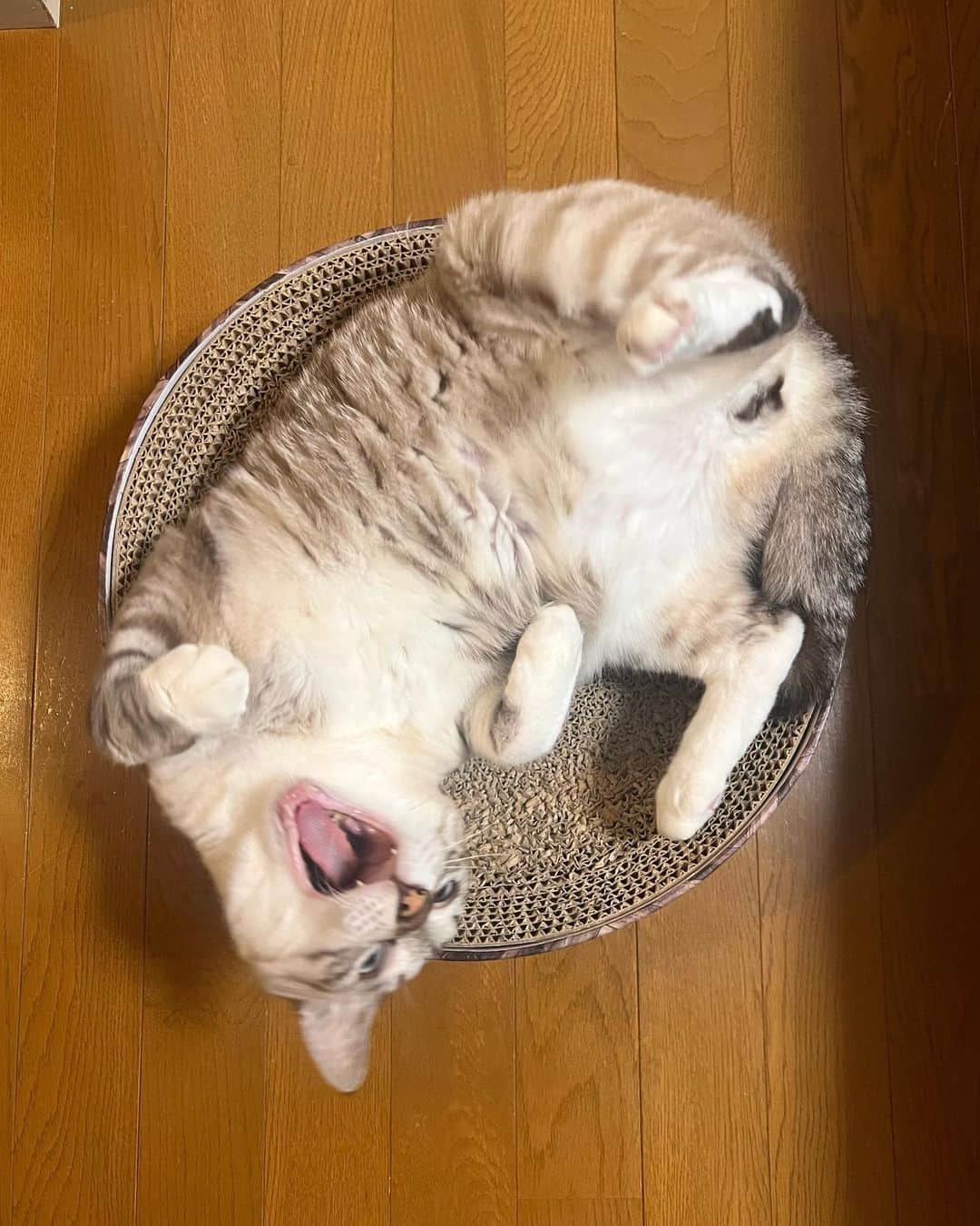 AO さんのインスタグラム写真 - (AO Instagram)「実家猫🐈 いなばうちくる？ #猫#猫のいる暮らし」10月2日 1時04分 - ao_sekiguchi