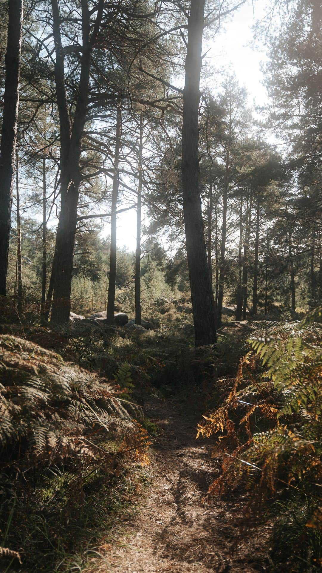 Enzo Cariniのインスタグラム：「October 1st just arrived ! 🍁 And it was time to test my new camera in the forest at Fontainebleau !  #cinematography #videography #filmmaker #mirror #reflecting #life #colorgrading」