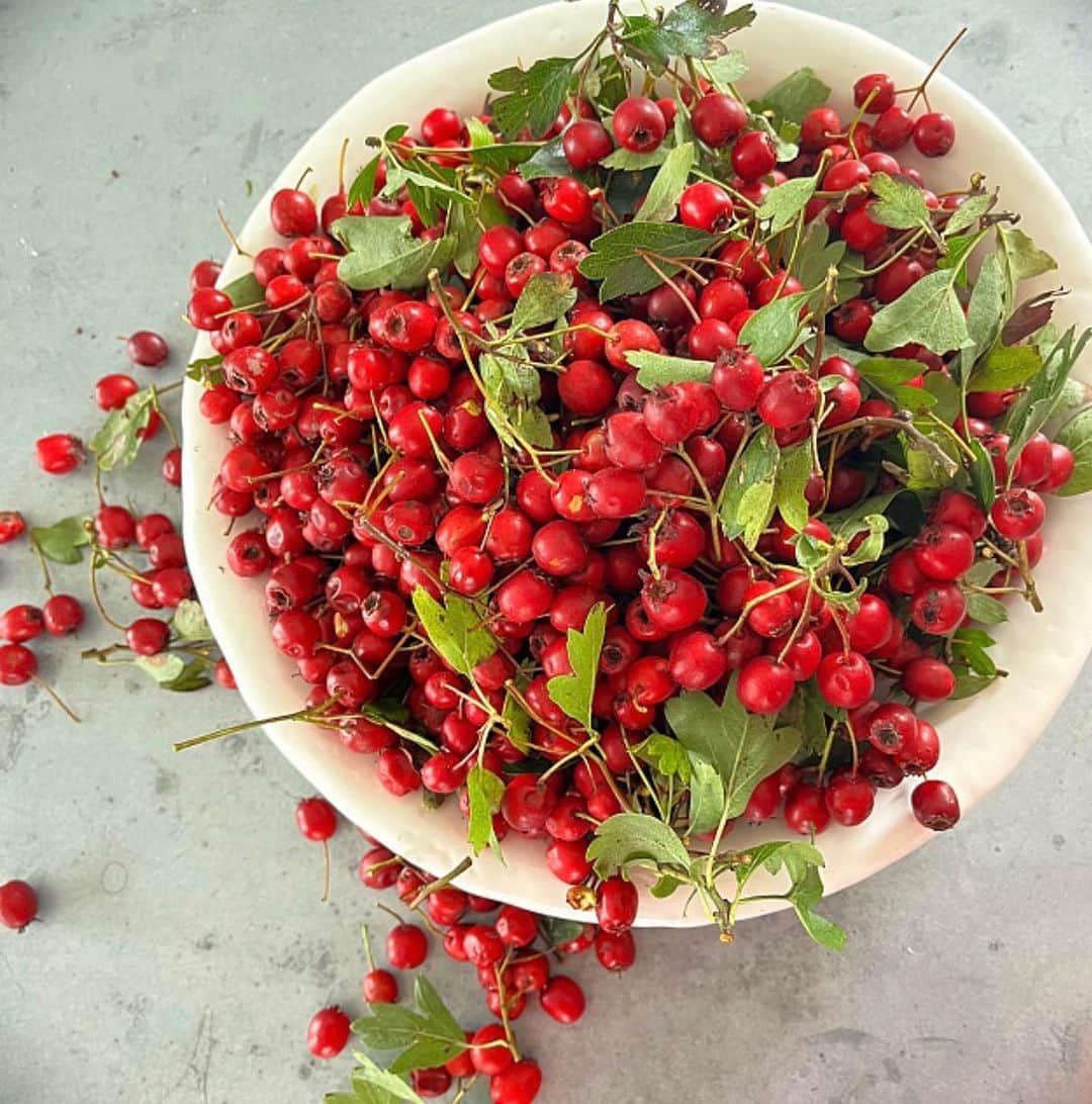 ナイジェラ・ローソンさんのインスタグラム写真 - (ナイジェラ・ローソンInstagram)「Meanwhile, over on @foodim, this lovely photograph of foraged hawthorn berries by @becksbake is #postoftheweek」10月2日 2時50分 - nigellalawson