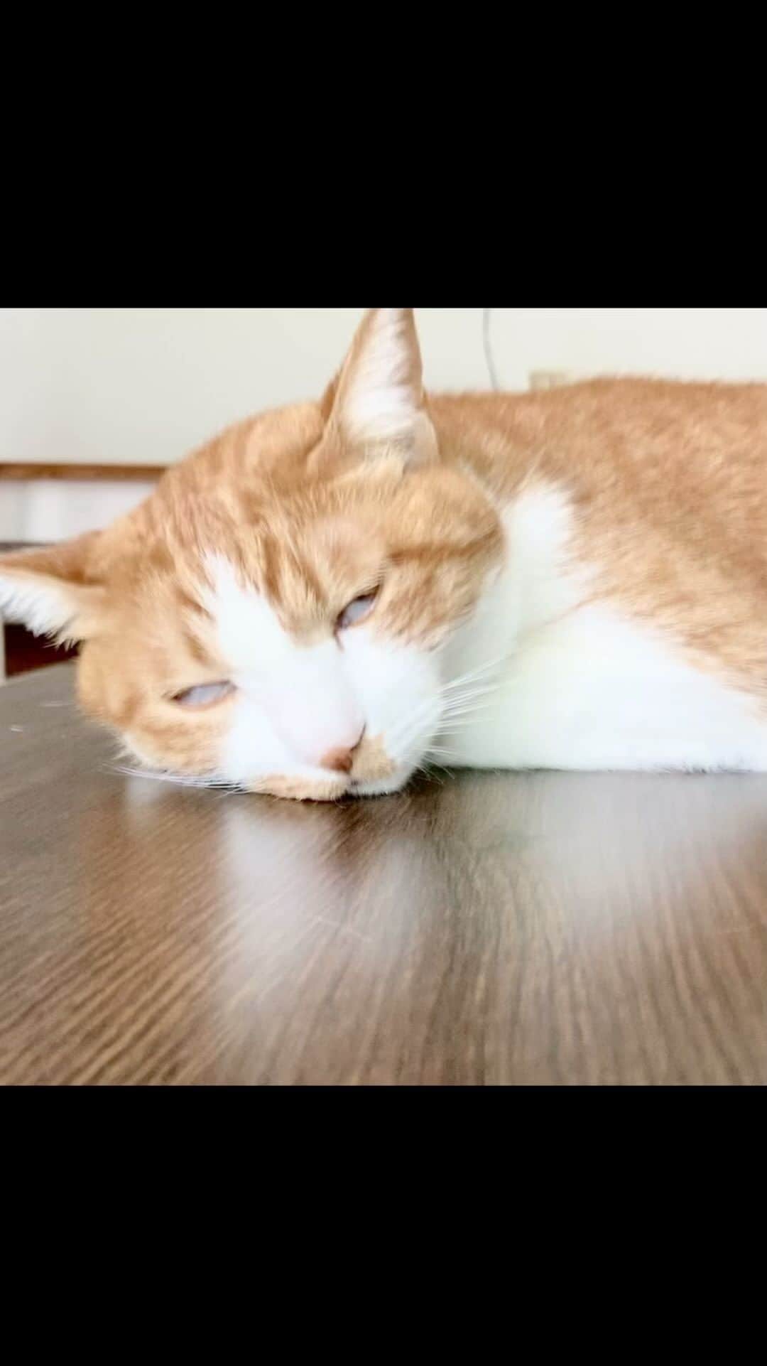 いちタルのインスタグラム：「🐈🐈🐈🐈🐈🐈 ドライアイ注意報 🐈🐈🐈🐈🐈🐈 #猫 #ねこ #ネコ」