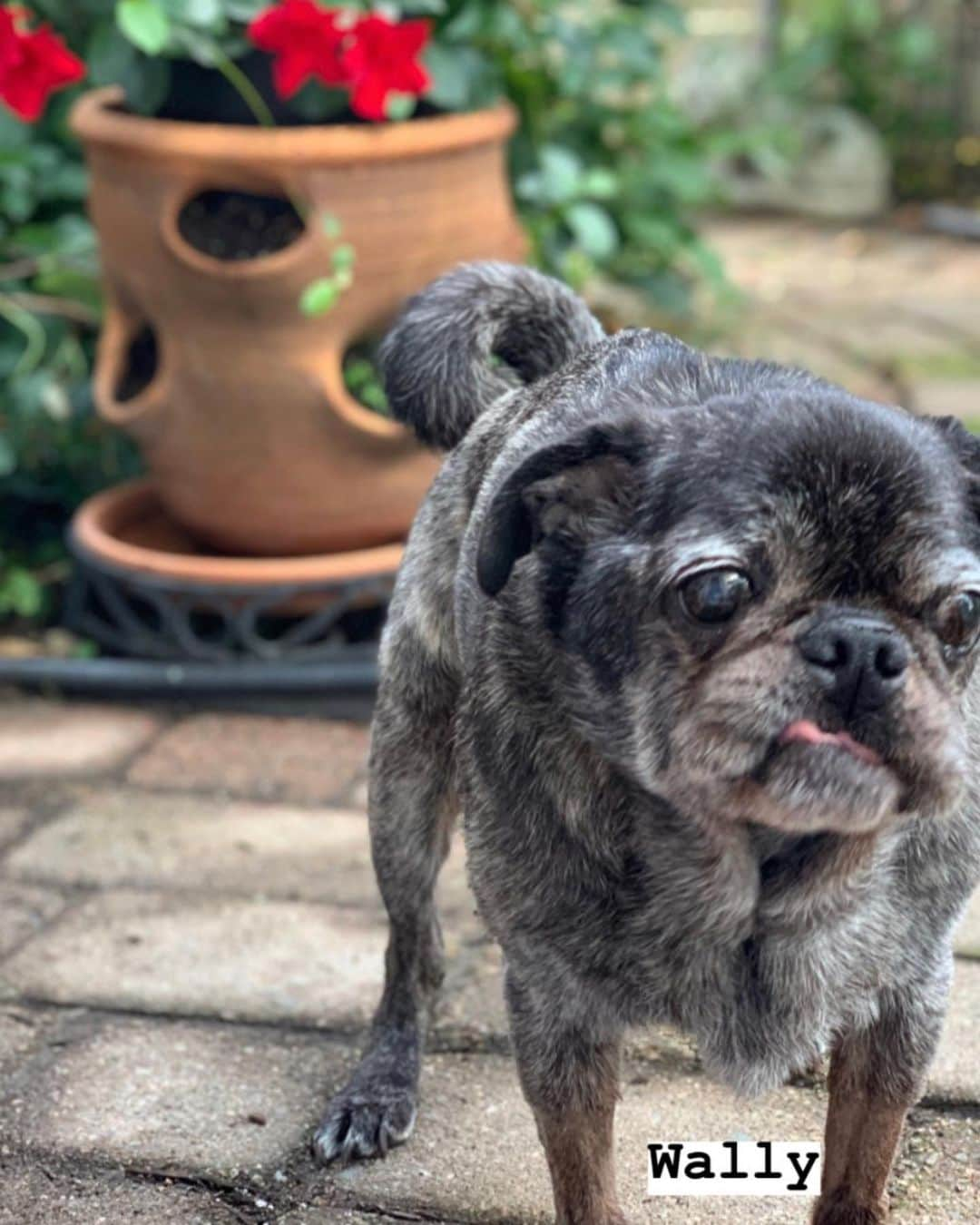 pugsofinstagramさんのインスタグラム写真 - (pugsofinstagramInstagram)「Remembering Wally today. It’s been 4 years. He was such a sweet boy.」10月2日 3時35分 - pugsofinstagram