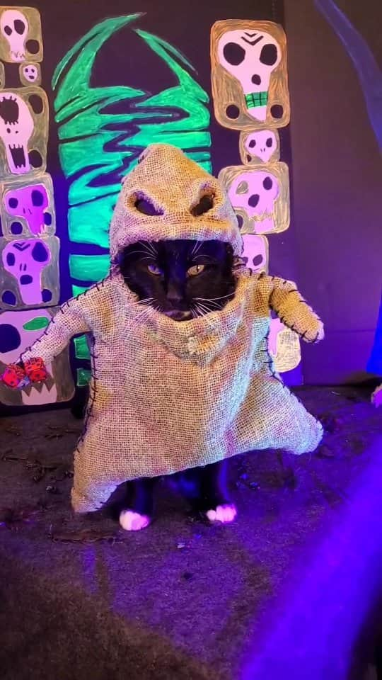 猫コスプレのインスタグラム：「When Kitty Oogie Boogie says There's trouble close at hand You'd better pay attention, now 'Cause I'm the Boogie Cat  #oogieboogie #TheNightmareBeforeChristmas #nightmarebeforechristmas #catcosplay #cosplay #cat #catcostume #halloween #halloweenseason #october #PetCostume #halloweencostume #spooky #spoopy #spookyseason #aww」