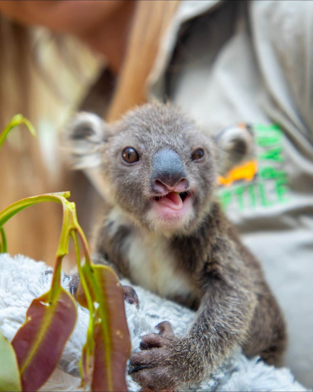 Australiaさんのインスタグラム写真 - (AustraliaInstagram)「Say g'day to Albert!! 🐨❤️ This tiny #koala is receiving a lot of love and care from the dedicated team of keepers at @lovecentralcoastnsw's @australianreptilepark and is now absolutely THRIVING! 🌿 They're giving our mate here a helping hand since his mumma Elsa fell ill, but rest assured, they're both on the mend and will be reuinted in the coming months 🫶 Just over an hour's drive from @sydney in @visitnsw, this hands-on zoo is the perfect day trip for animal lovers. 🧡   #SeeAustralia #ComeAndSayGday #FeelNSW #LoveCentralCoast  ID: a tiny koala joey clutching the thumb of a Zoo Keeper with his tiny claw. The joey rests upon a grey fluffy blanket.」10月2日 4時00分 - australia