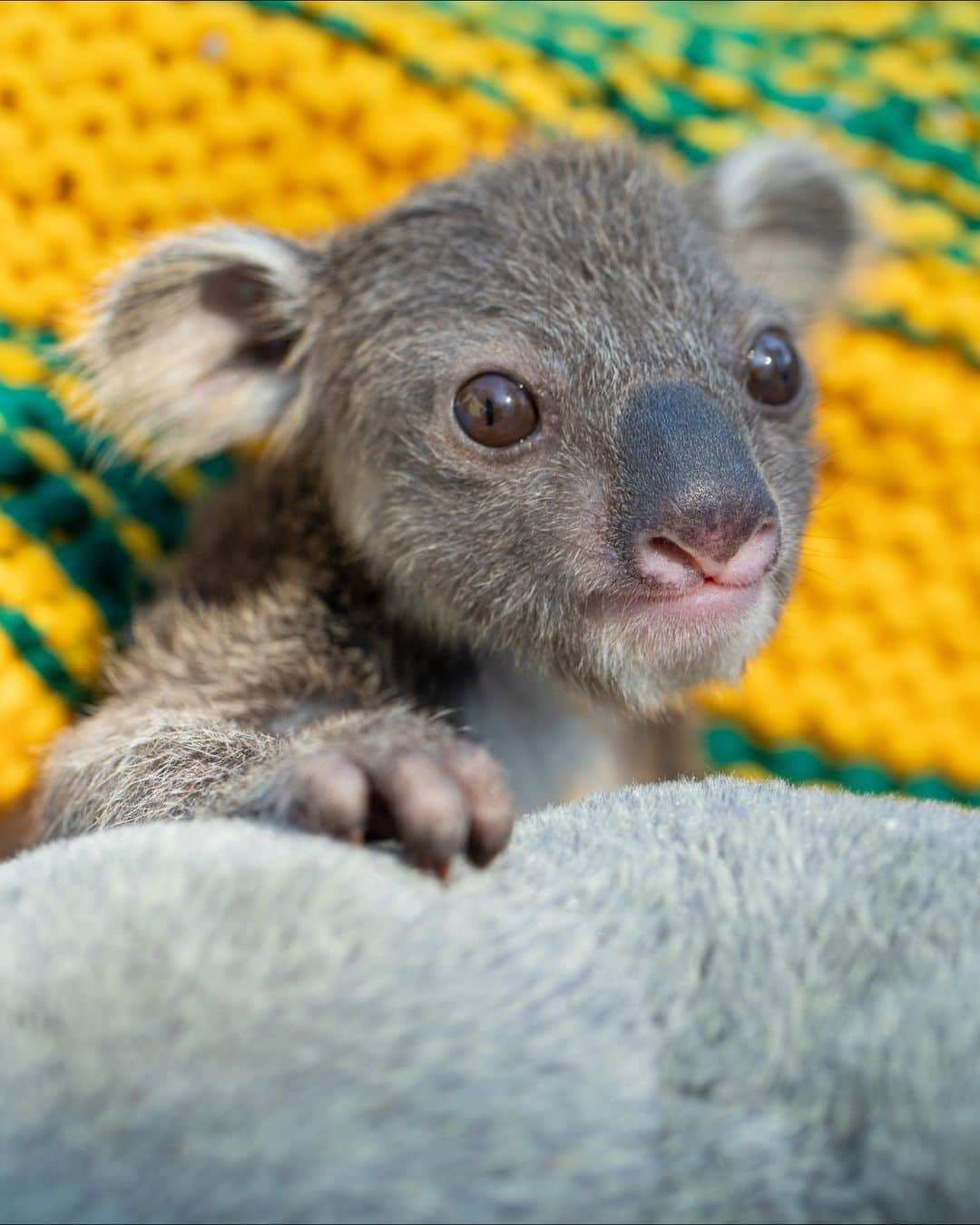 Australiaさんのインスタグラム写真 - (AustraliaInstagram)「Say g'day to Albert!! 🐨❤️ This tiny #koala is receiving a lot of love and care from the dedicated team of keepers at @lovecentralcoastnsw's @australianreptilepark and is now absolutely THRIVING! 🌿 They're giving our mate here a helping hand since his mumma Elsa fell ill, but rest assured, they're both on the mend and will be reuinted in the coming months 🫶 Just over an hour's drive from @sydney in @visitnsw, this hands-on zoo is the perfect day trip for animal lovers. 🧡   #SeeAustralia #ComeAndSayGday #FeelNSW #LoveCentralCoast  ID: a tiny koala joey clutching the thumb of a Zoo Keeper with his tiny claw. The joey rests upon a grey fluffy blanket.」10月2日 4時00分 - australia