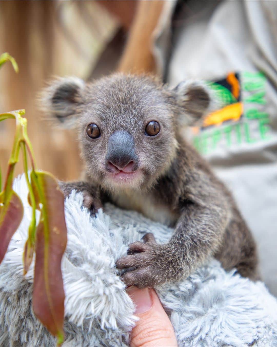 Australiaのインスタグラム：「Say g'day to Albert!! 🐨❤️ This tiny #koala is receiving a lot of love and care from the dedicated team of keepers at @lovecentralcoastnsw's @australianreptilepark and is now absolutely THRIVING! 🌿 They're giving our mate here a helping hand since his mumma Elsa fell ill, but rest assured, they're both on the mend and will be reuinted in the coming months 🫶 Just over an hour's drive from @sydney in @visitnsw, this hands-on zoo is the perfect day trip for animal lovers. 🧡   #SeeAustralia #ComeAndSayGday #FeelNSW #LoveCentralCoast  ID: a tiny koala joey clutching the thumb of a Zoo Keeper with his tiny claw. The joey rests upon a grey fluffy blanket.」