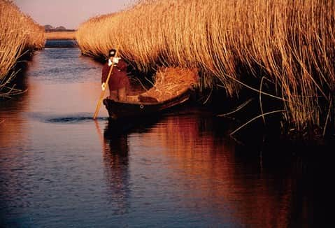 日本の国立公園のインスタグラム：「Listen to the beautiful harmony of the swaying reeds in Tohoku 🌾🎶  The estuary of the Kitakami River in Miyagi flowing through Sanriku Fukko (reconstruction) National Park takes on a golden glow as its colony of reeds, some growing as high as 3 m, dries up in winter. Delight in the vast landscape of the golden reeds stretching for 12 km while enjoying the alluring harmony of the wind running through them, accompanied by the sound of bird calls. Farmers have harvested the reeds in winter since ancient times, utilizing their strength to make thatched roofs. They gather from 60,000 to 70,000 bundles from December to March in a typical year. 🐦🎵   The Ishinomaki-Kawa Visitor Center, located along the Kitakami River, offers experiences in nature, exhibits about the creatures inhabiting the river, and events that make use of the surrounding natural landscape. Reeds are indispensable for the ecosystem of the Kitakami River and the lives of people themselves. 🛶💛   📍 Kitakami River, Miyagi  📸 Boating through the golden reeds (Photo By：©Tohoku Regional Development Bureau)  #NationalParksJP #SanrikuFukkoNationalPark #KitakamiRiver #Miyagi #Reeds #ThatchedRoofs #BeautifulSounds #NatureSounds #JapaneseCulture #JapanTravel #Japan #Travel #Tourism #ExploreJapan #DiscoverJapan #VisitJapan #日本 #国立公園」