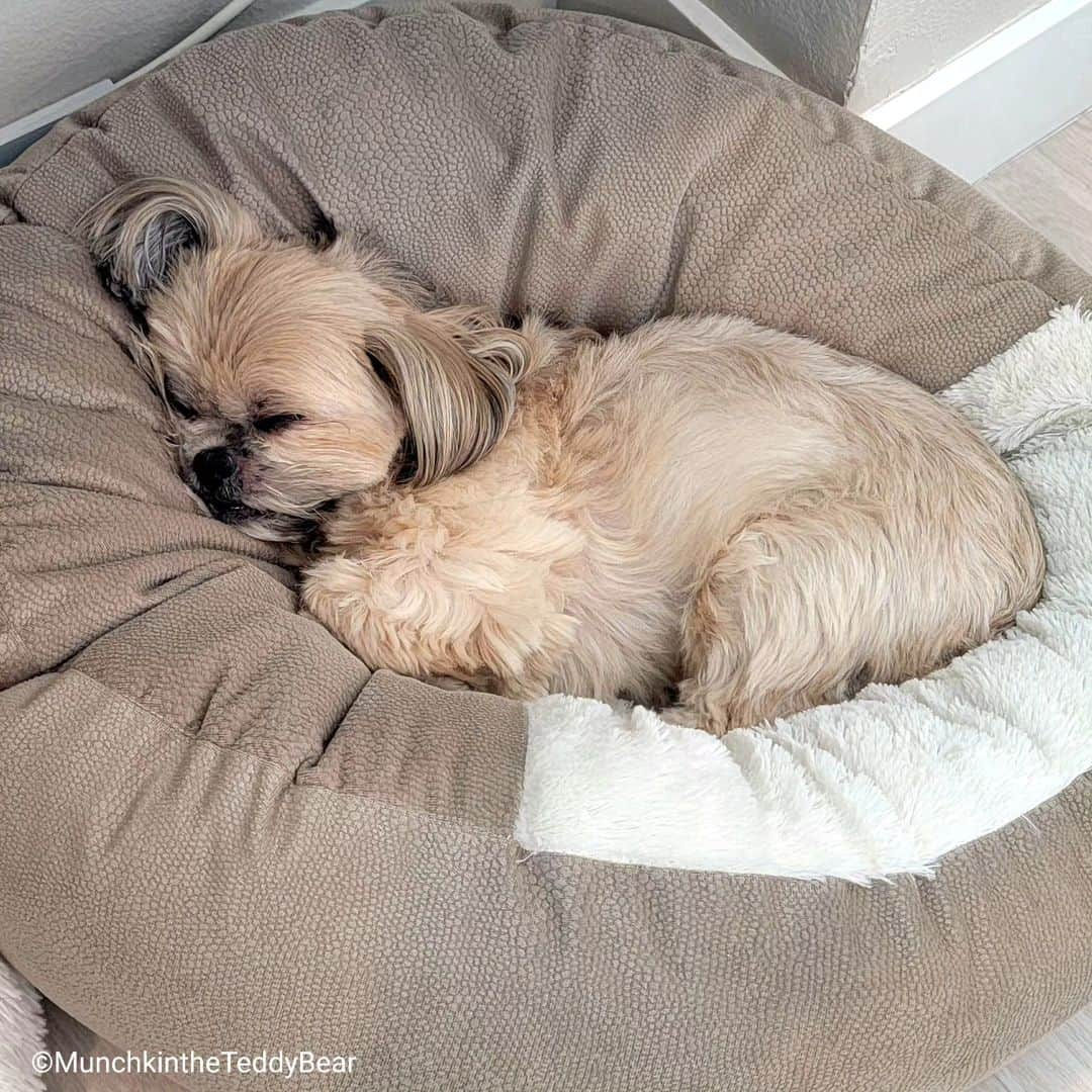 Original Teddy Bear Dogさんのインスタグラム写真 - (Original Teddy Bear DogInstagram)「Queen of naps 👑😴🥰」10月2日 3時56分 - munchkintheteddybear