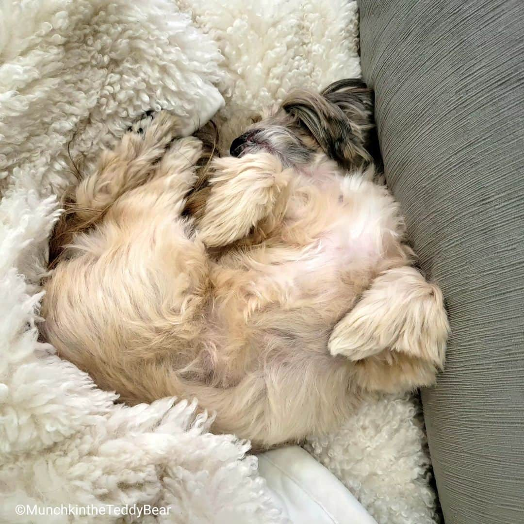 Original Teddy Bear Dogさんのインスタグラム写真 - (Original Teddy Bear DogInstagram)「Queen of naps 👑😴🥰」10月2日 3時56分 - munchkintheteddybear