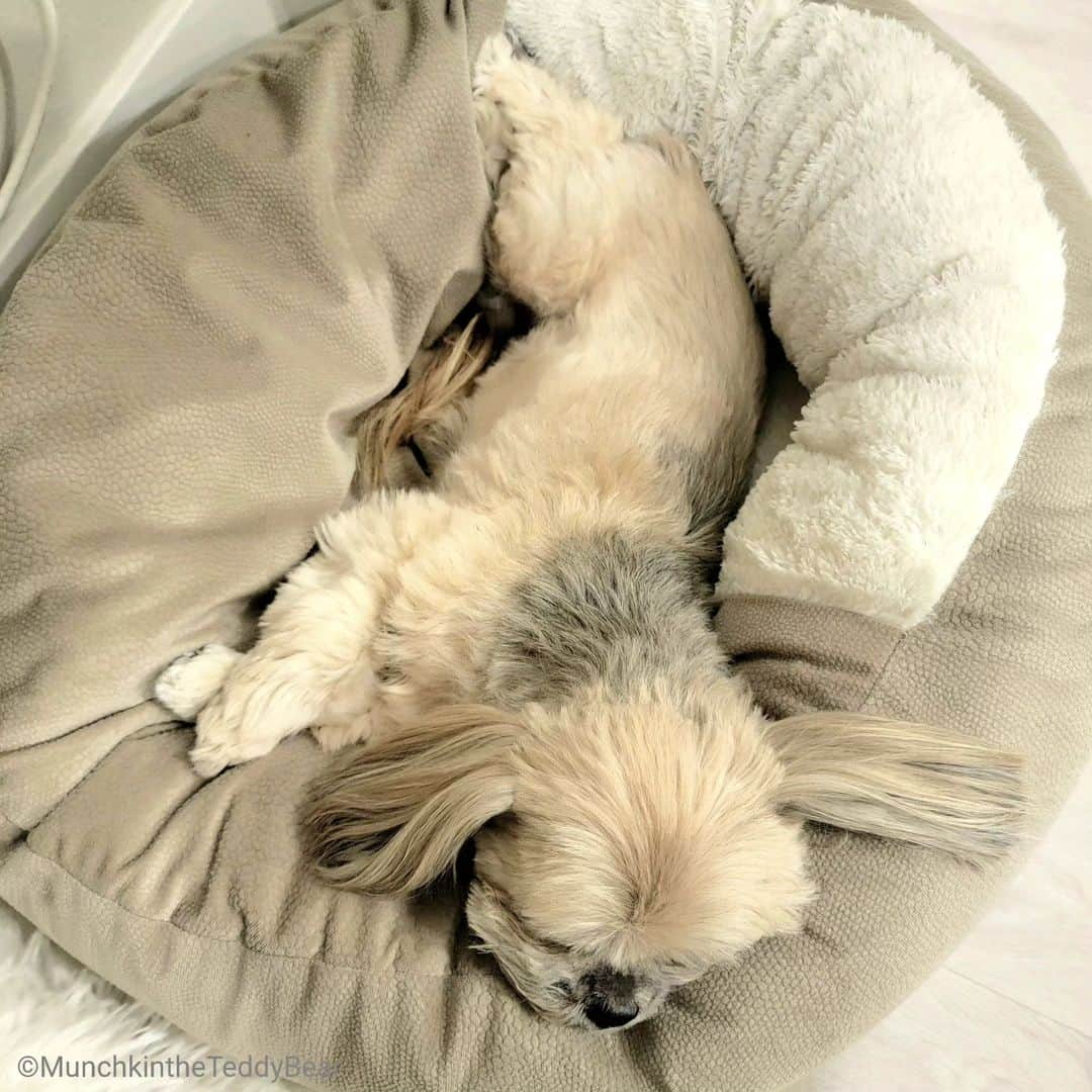 Original Teddy Bear Dogさんのインスタグラム写真 - (Original Teddy Bear DogInstagram)「Queen of naps 👑😴🥰」10月2日 3時56分 - munchkintheteddybear