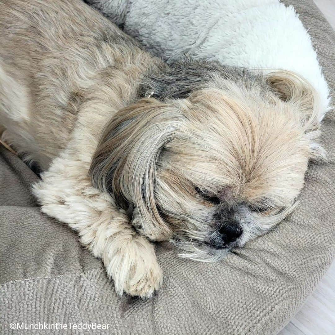 Original Teddy Bear Dogさんのインスタグラム写真 - (Original Teddy Bear DogInstagram)「Queen of naps 👑😴🥰」10月2日 3時56分 - munchkintheteddybear