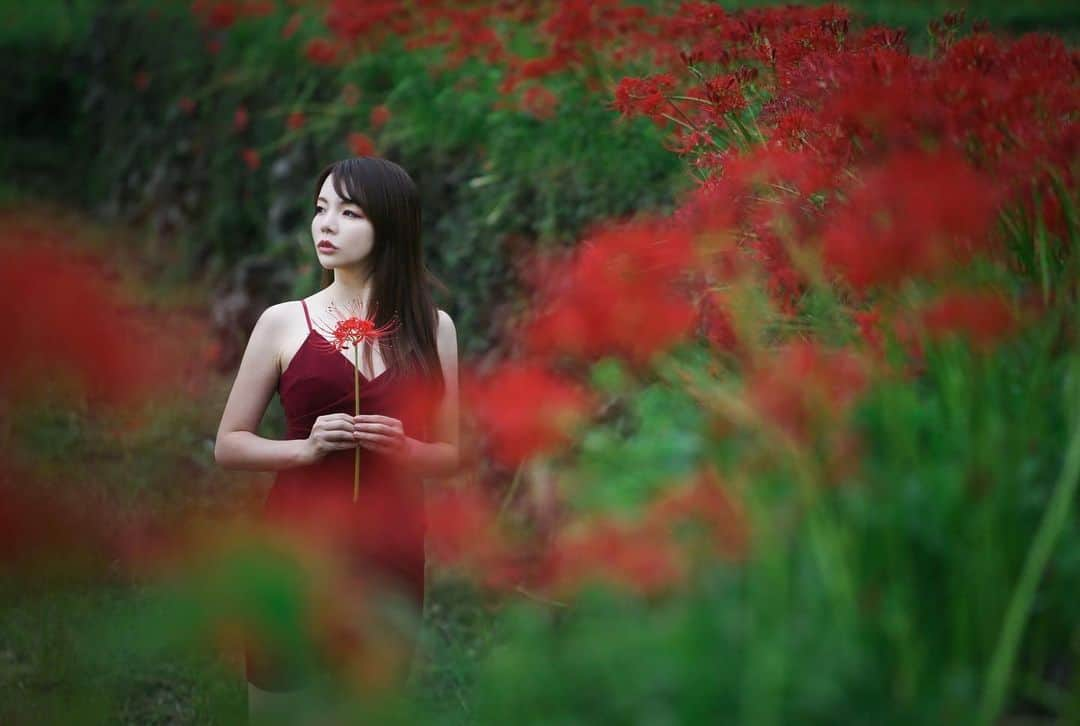 Mikaのインスタグラム：「『壱紫万紅』  ・ ・ ・ photo by @hoshikawayozi  model @mika_portrait  ・ ・ ・ ・ follow me💋  #camellia_photo_art   #美花展 #曼珠沙華 #曼珠沙華まつり  #彼岸花 #彼岸花ポートレート  #彼岸花の咲く頃  #被写体モデル #カメラ女子 #キリトリセカイ #ポートレートセレクション #ポートレート撮影 #被写体依頼受付中 #スクリーンに恋して #カメラマンさんと繋がりたい #被写体なります #ポートレートしま専科 #愛媛ポートレートの会  #写真を止めるな #jp_portrait部 #jp_portrait_collection #portrait #japanesegirl #asiangirl #love_camera_club #asianbeauty #excellent_portraits #top_portrait_photo #pasha_magazine #tokyocameraclub」