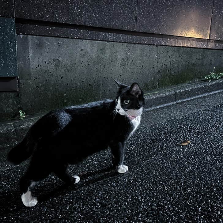 松村太郎のインスタグラム：「Empire of the #Cat  #ShotoniPhone #iPhone15 #Tokyo #Shibuya」