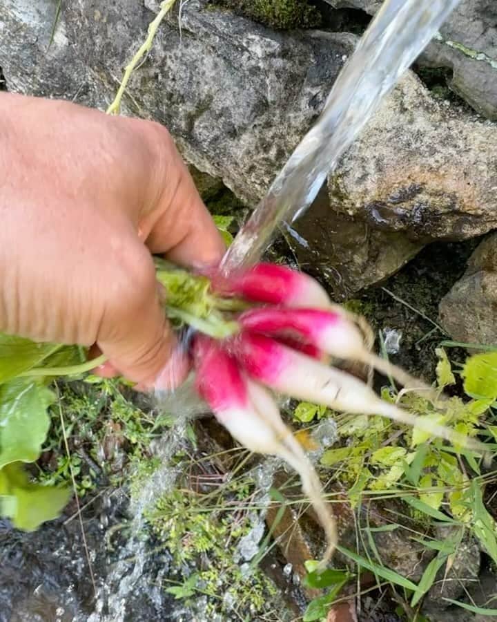 ザックポーゼンのインスタグラム：「Autumn delight! Fall harvest of Japanese radishes (how do you see it from Japan pre-pandemic) Bliss weather after the rain. Happy Sunday!」