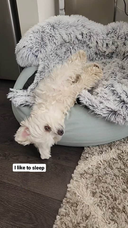 Toby LittleDudeのインスタグラム：「😴  #theothemaltese #maltese #sleepydog #naptime」