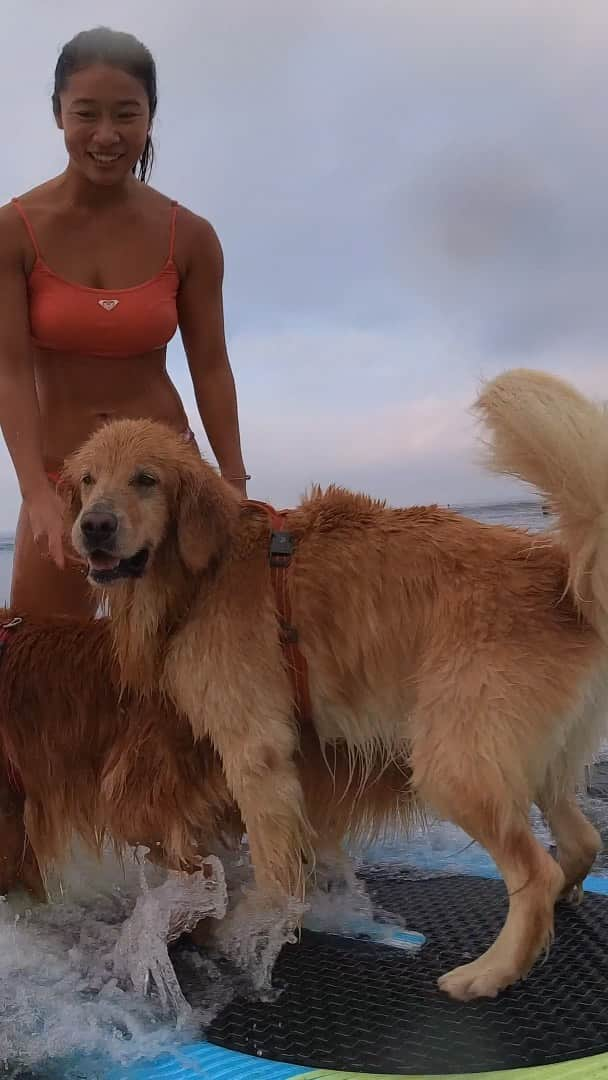 大村 奈央のインスタグラム：「🧡surfing #ベルサニ 🐶🐶🏄‍♀️  #goldenretriever #surfing #surfingdog #dogs #サーフィン #サーフィン犬 #ゴールデンレトリバー #insta360」