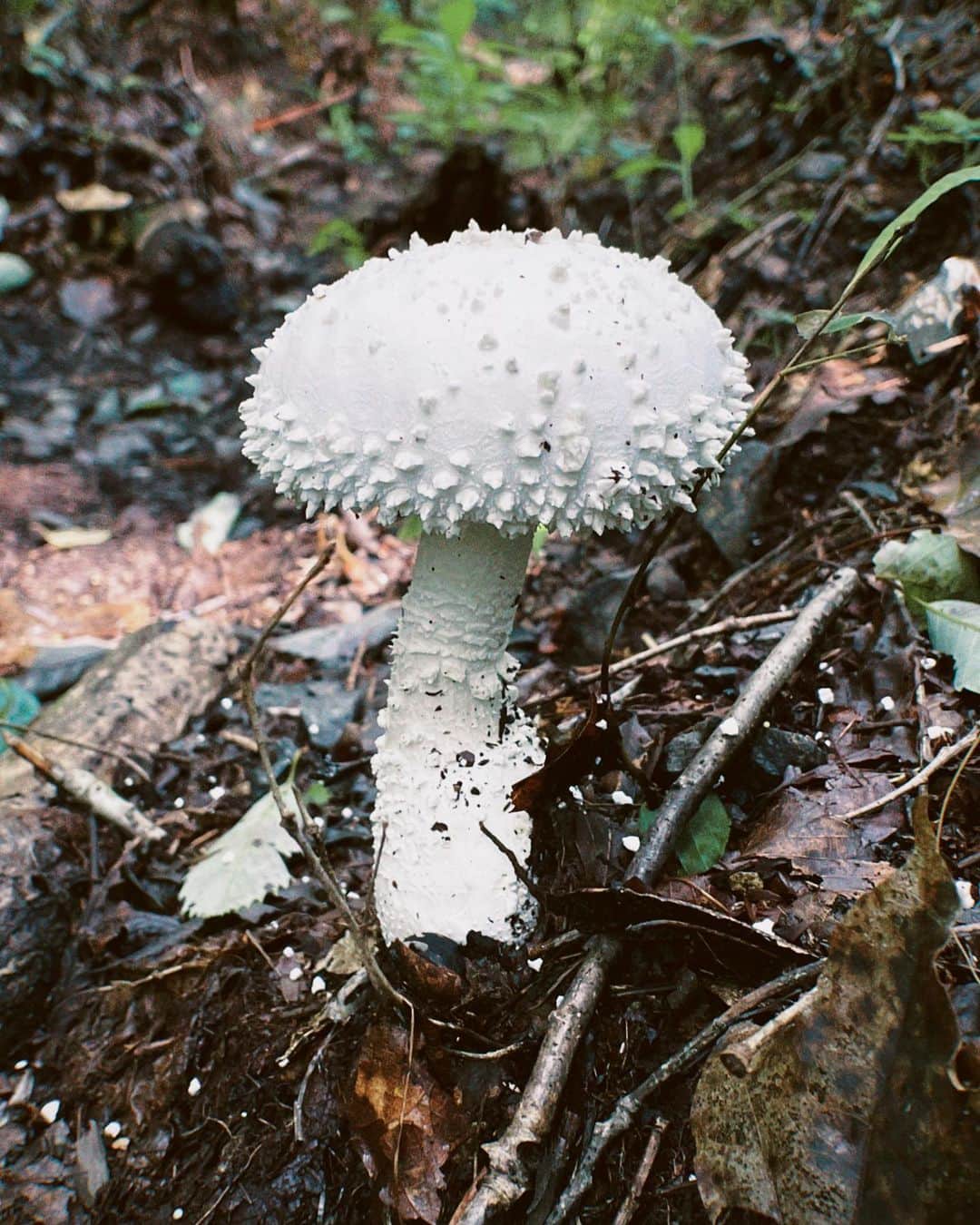 石田サラのインスタグラム：「ついに、、、 出会えました、、、 ｼﾛｵﾆﾀｹ (🍄•᎑•🍄)」