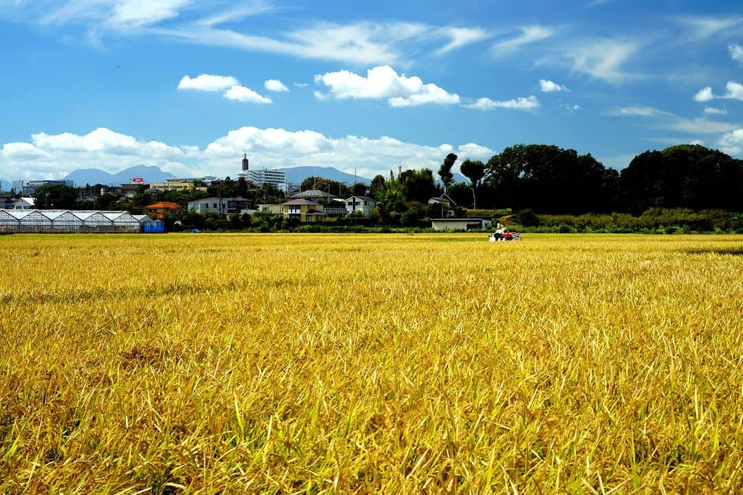 平塚市のインスタグラム：「秋といえば“実りの秋”🌾平塚生まれの米「はるみ」の稲刈りが最盛期を迎えています✨ はるみはツヤと甘みがあり、冷めてもおいしくお弁当やおにぎりに向いているそうですよ❗9月29日から「あさつゆ広場」で販売が開始されていますので、ぜひお食べください🍙  ■あさつゆ広場（寺田縄424-1） ・営業時間：9:00～17:00 ・定休日：水曜日（祝日の場合営業） ※詳しくはあさつゆ広場のウェブをご覧ください。  #手をつなぎたくなる街 #hiratsukagood #hiratsuka　#平塚 #kanagawaphotoclub #田園風景　#稲　#稲穂　 #稲刈り　＃稲刈りシーズン　#米　#お米　#新米 #はるみ　#湘南そだち米　#かながわブランド #秋の味覚　#実りの秋　#秋　#秋の訪れ　 #今日もお疲れ様でした #instagramjapan　#igersjp　#japanphoto」