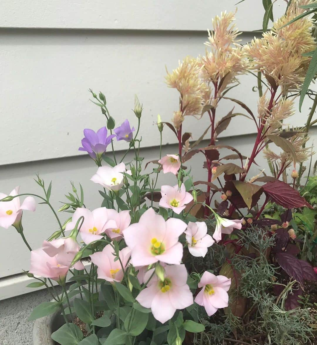 尾木直樹のインスタグラム：「秋のお花を植えましたよ♪♪お昼に食べた豆乳ジャージャー麺は辛美味かったですーー🍜 ｰ #秋の花 #桔梗 #植えたよ #ガーデニング #お昼ごはん #ジャージャー麺 #美味しいけど辛い」