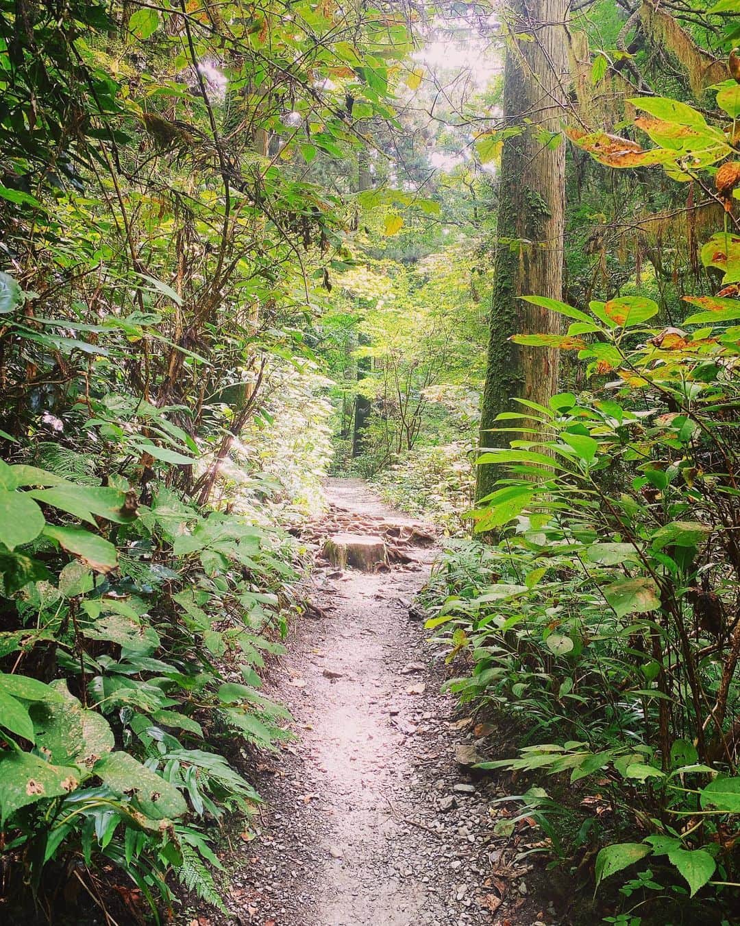 YUKA のインスタグラム：「隙あれば　山  ⛰🚶🍂」