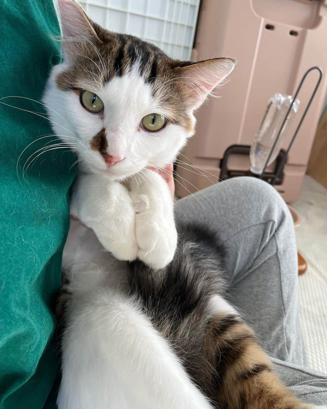 nozomiorideのインスタグラム：「おお✨抱っこも出来るように なってきました🤭 (縦抱きもできた👍)  まだムラがありますが 毎日着実に、受け入れようと頑張ってくれてます えらいぞー😙  日中開放中でし  #まりもさん  #人馴れ修業中  #ねこのきもち #猫好きさんと繋がりたい #成猫の魅力を伝えたい  #ねこすたぐらむ  #きじしろ#キジシロ#きじしろ男子」
