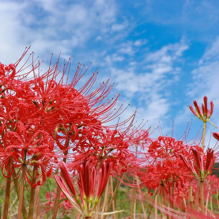 愛知県田原市さんのインスタグラム写真 - (愛知県田原市Instagram)「Cluster amaryllis and autumn sky ＊ 彼岸花と秋の空  やーっと涼しい風が！いよいよ秋が近づいてきたね。 彼岸花は#redspiderlily とも呼ばれるよ。  空も秋らしくなってきた。 彼岸花が映えるね！  #たはら暮らし#渥美半島#田原市#田原#伊良湖岬#伊良湖#サーフィン#波#海のある暮らし#tahara#irago#summer#surfing#田舎暮らし#日々の暮らし#休日の過ごし方 #igers #igersjp #scenic_jp」10月2日 17時21分 - tahara_kurashi