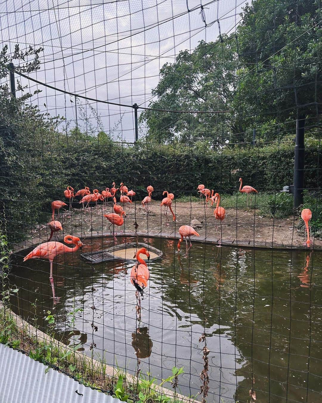 樽見麻緒さんのインスタグラム写真 - (樽見麻緒Instagram)「初めての上野動物園へ🐼🖤🤍 偶然にも都民の日で入場無料だったから 人かなり多くてパンダは諦めて見れなかったけど😂 久々にTHE日曜日って感じの過ごし方した✌🏼  #dayoff#momofboys#mom#zoo#momlife#uenozoo#休日#親子#親子コーデ#3歳#動物園#休日の過ごし方#上野動物園」10月2日 17時42分 - t_mao27