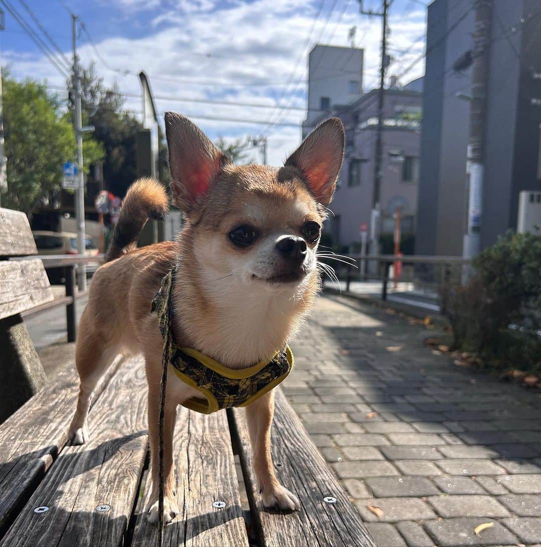 のインスタグラム：「朝のさんぽ🌱🐕🩷 @uni_happyboy」