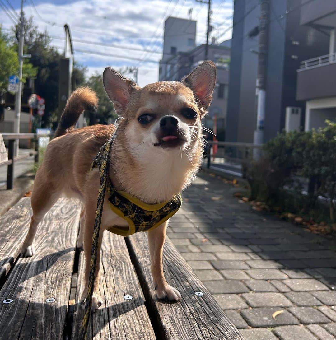 長澤メイさんのインスタグラム写真 - (長澤メイInstagram)「朝のさんぽ🌱🐕🩷 @uni_happyboy」10月2日 9時50分 - xxmeixx1208