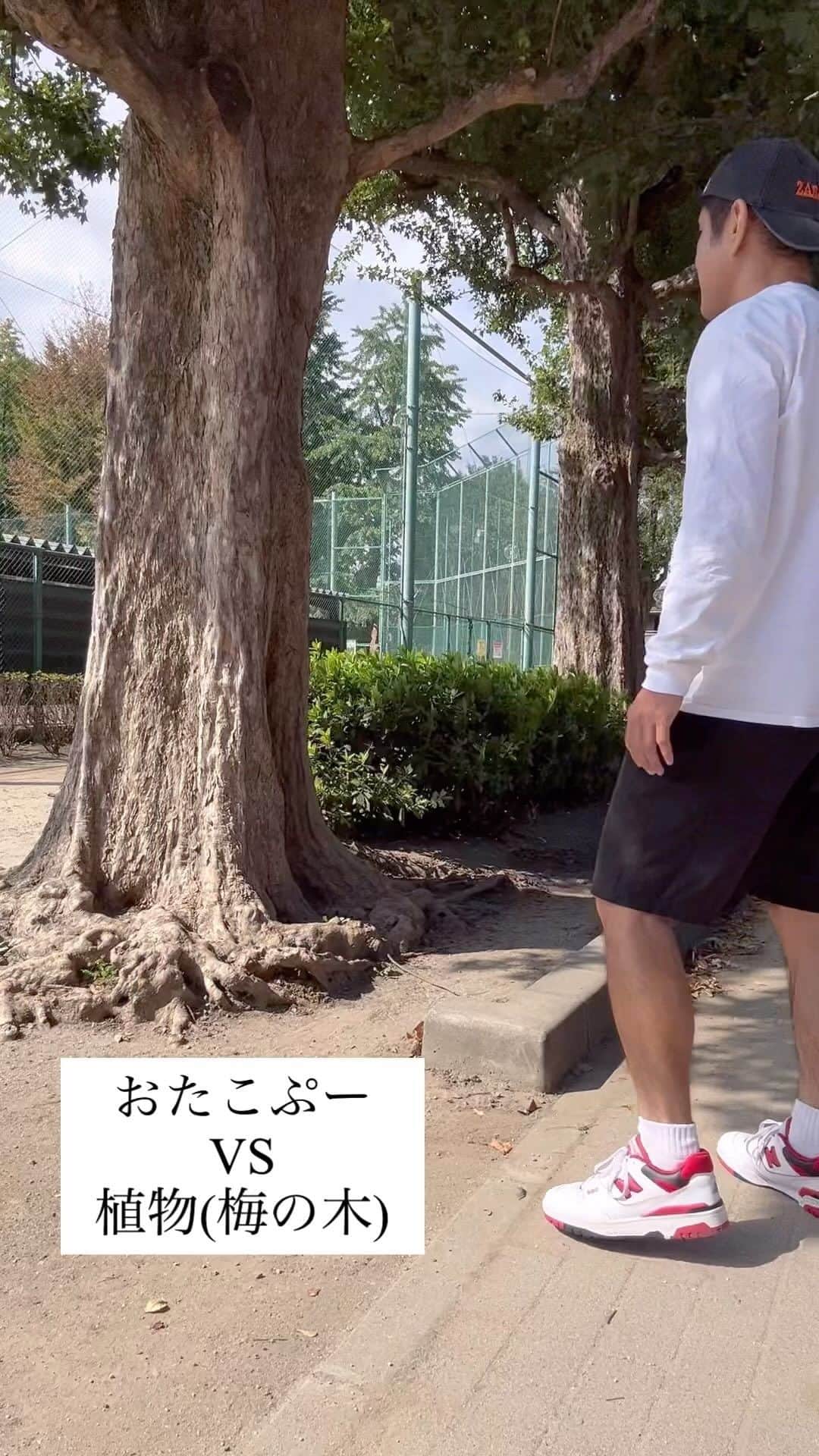 おたこぷーのインスタグラム：「すぐさまリベンジしてきました。 おたこぷーVS植物(梅の木) 明らかに今回、誰が見ても勝ちました！ フニッシュブローは、余韻です！ #ギャグ #植物 #対決 #シリーズ」