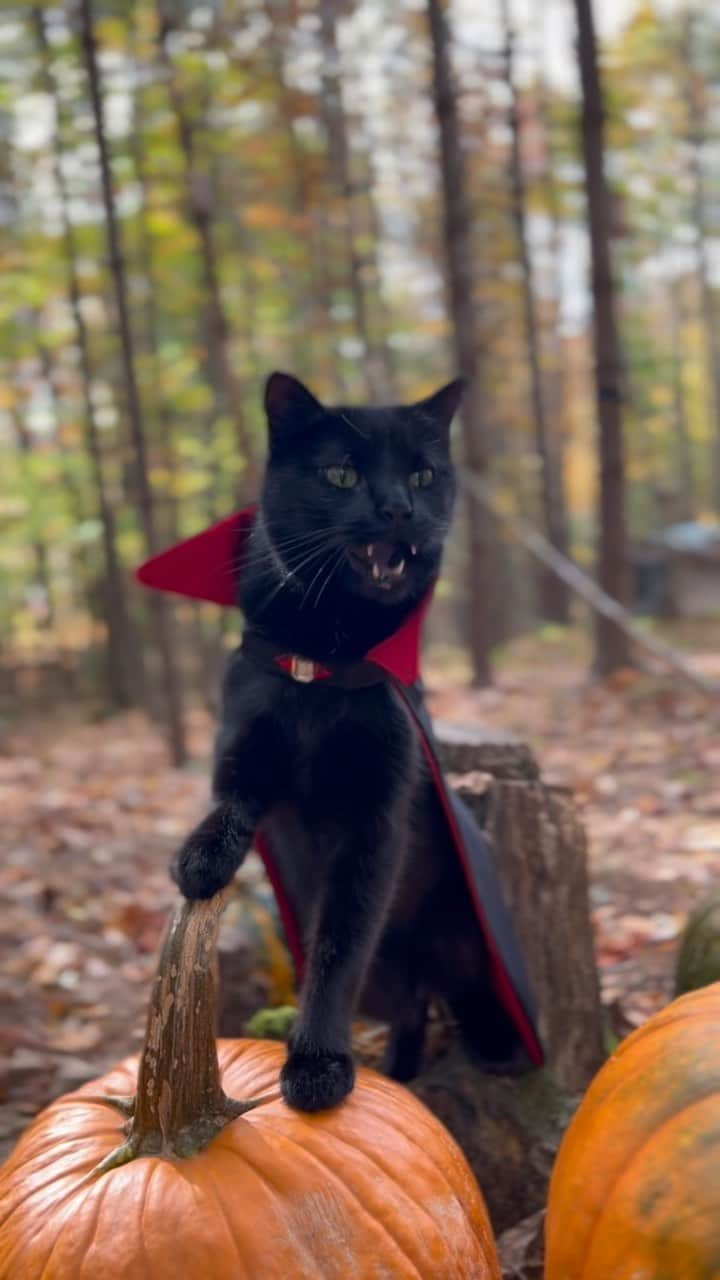 セルジオのインスタグラム：「FINALLY!! It’s here!!! #MONKTOBER 🧛🏿‍♂️🎃 ————————— #octoberbaby #vampirecat #halloweencat #batcat #halloweencountdown #spookyseason #blackcatsofinstagram #blackcatsclub #igcats #igkitty #catsofinstagram #teef #catfangs #catteeth #theyrereal #catreels #catreel #reelz #reelsinstagram #monk #monkey #monkeybusiness #myfurbaby #rescuecats #catslife #mykidshavefur」