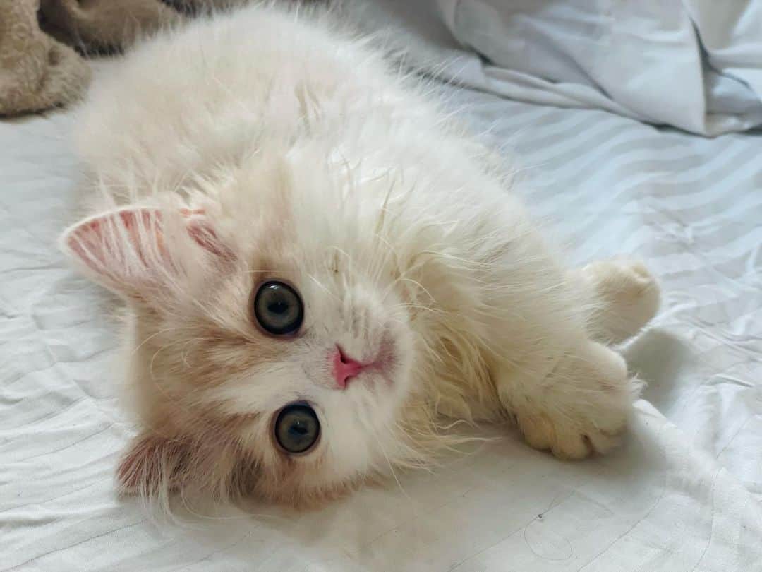 三井智映子のインスタグラム：「#ベッドで #最強のコテン😻  #3か月 #マンチカン子猫  #ピュア #猫のいるくらしが幸せ」