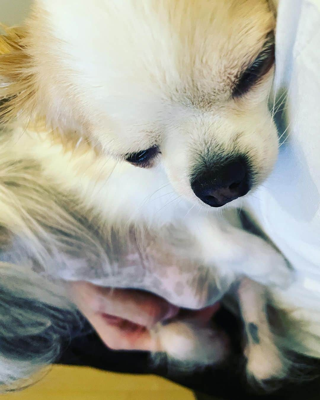 村田充さんのインスタグラム写真 - (村田充Instagram)「先日7さいになった犬」10月2日 10時06分 - mitsumurata