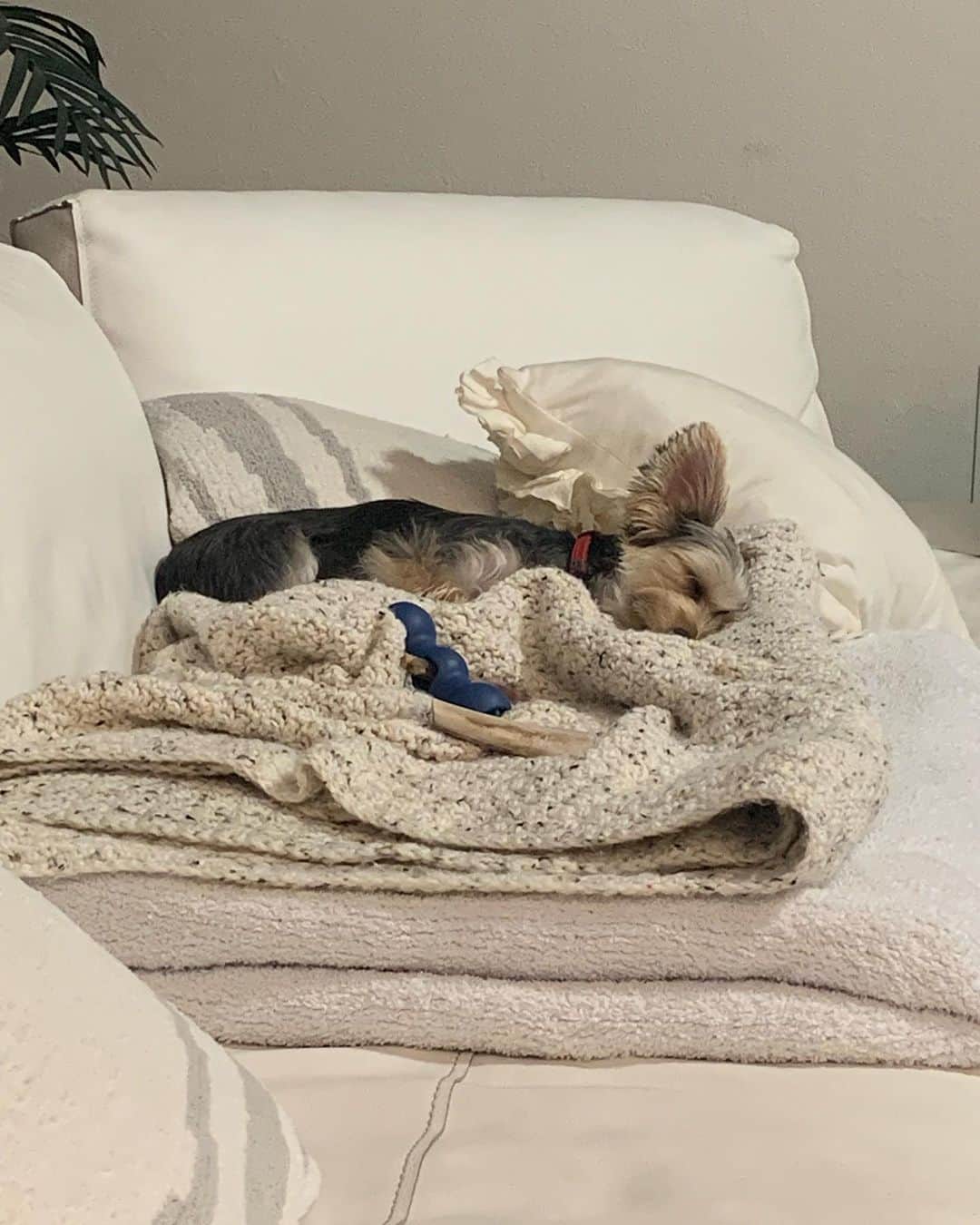 上原浩治さんのインスタグラム写真 - (上原浩治Instagram)「皆さん、おやすみなさい💤😴」10月2日 10時32分 - koji19uehara