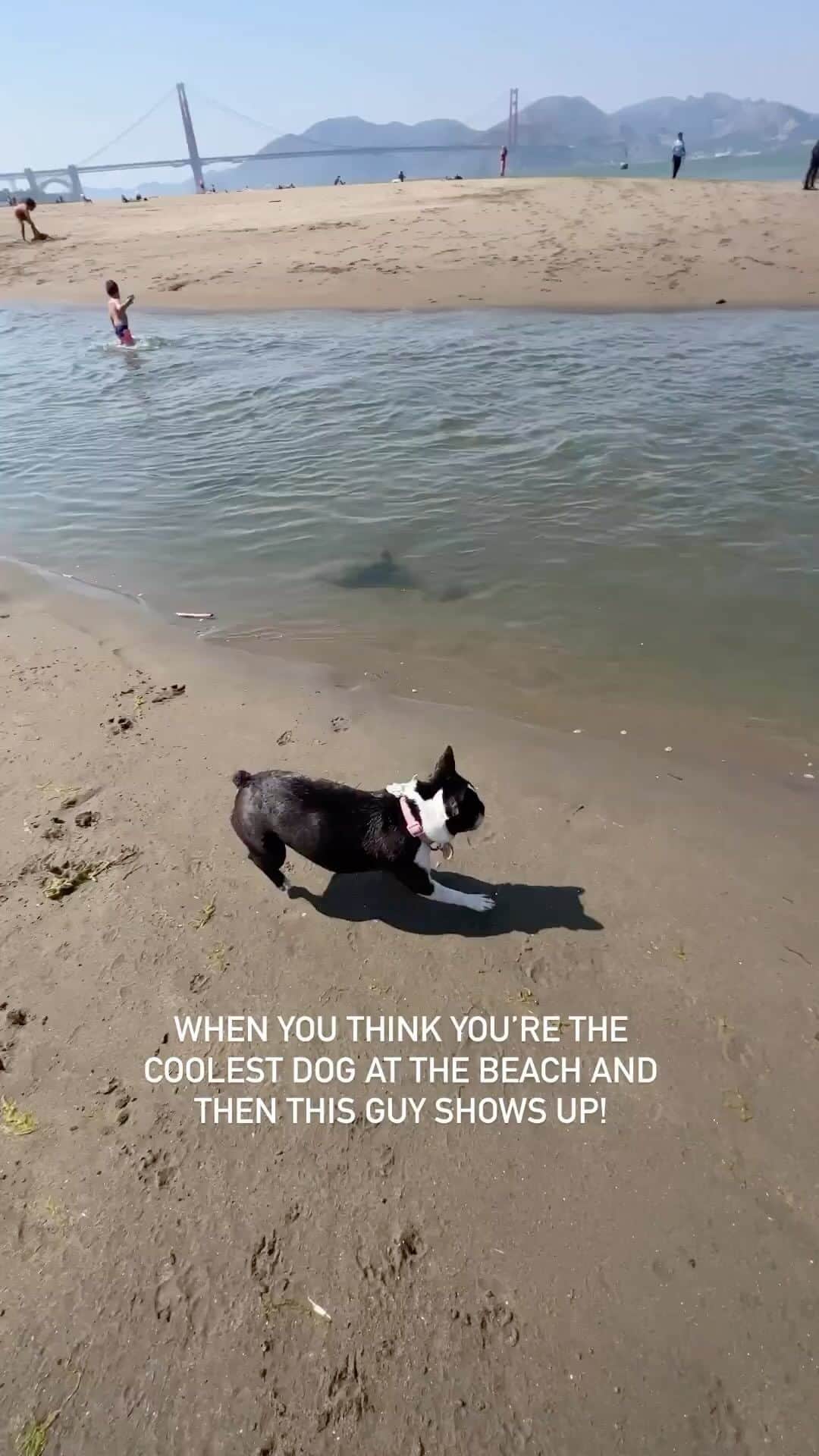 DogsOf Instagramのインスタグラム：「@petitepokey it’s okay, we still think you’re super cool 😎 . . .  #dogswhoswim #swimmingdogs #Bostonterriersofinstagram  #dogsofinstagram #waterdogs #fetchislife」