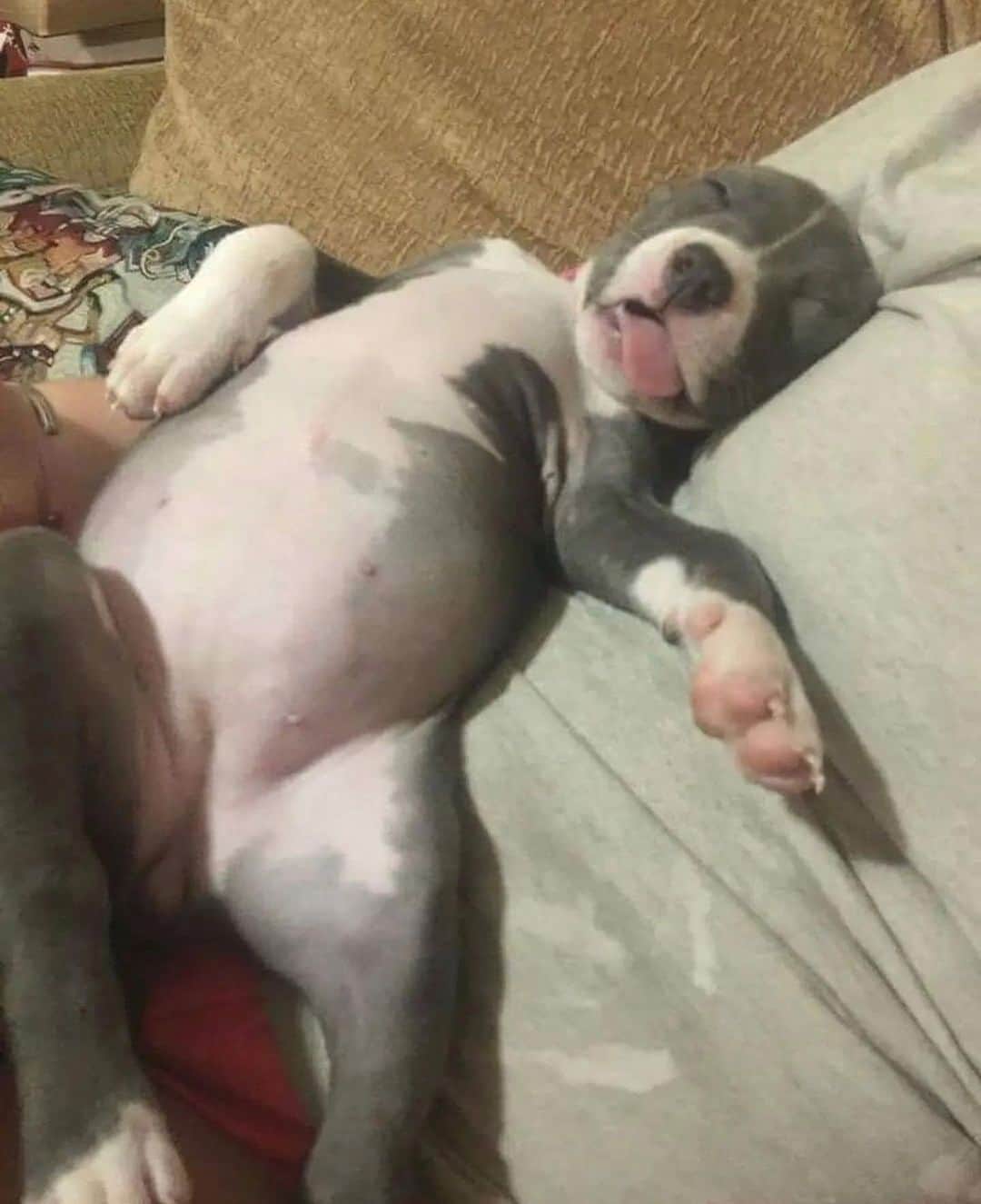 Pit Bull - Fansのインスタグラム：「Do u sleep like this? 😋」