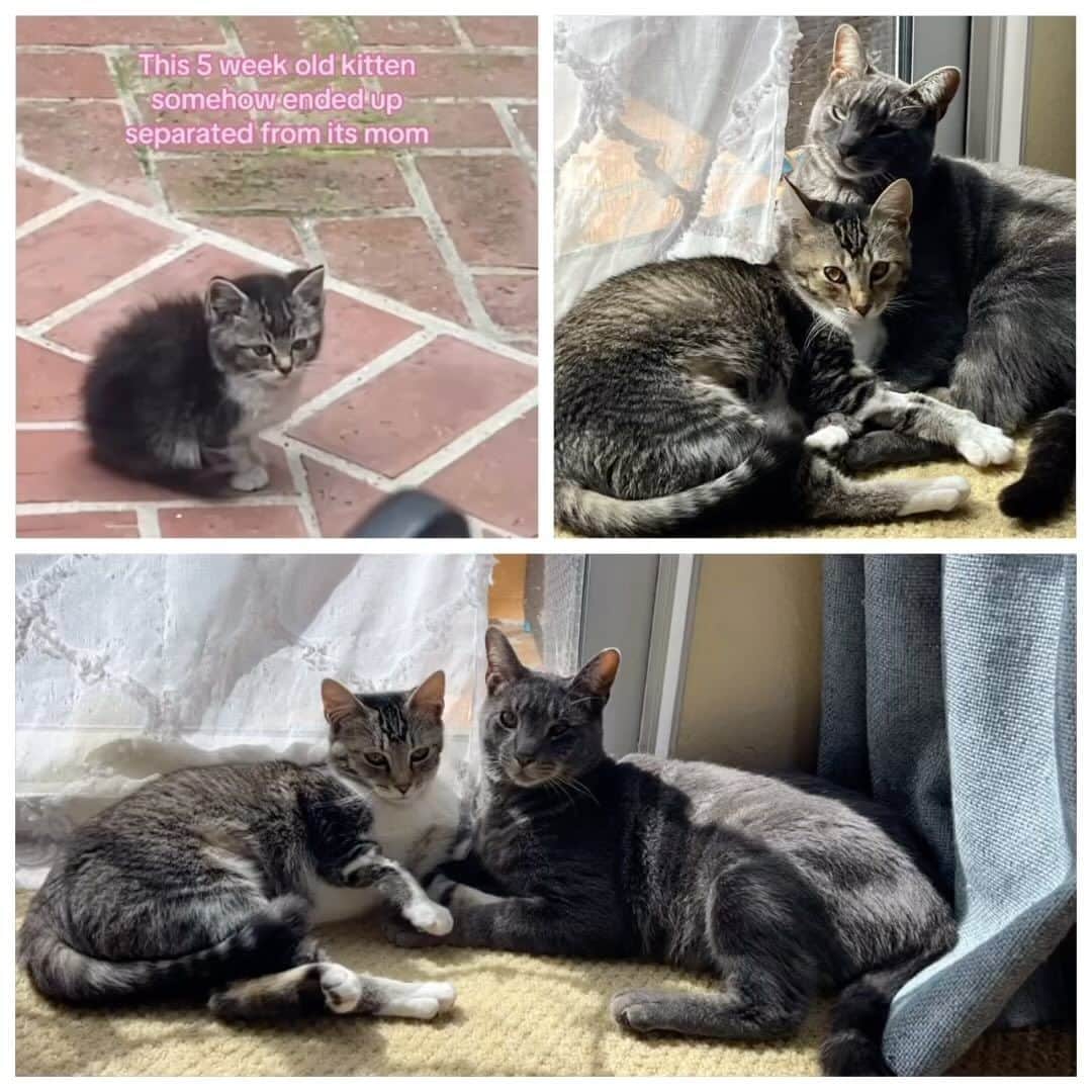 カミール・グラマーのインスタグラム：「I’m happy the kitten (Misty) we rescued from outside my home several months ago has found a forever home with her friend Henry. They both have been adopted together. Thank you @jessandheranimals @boomersbuddiesrescue for fostering her and caring for her. Great job Jessica 👏💖」
