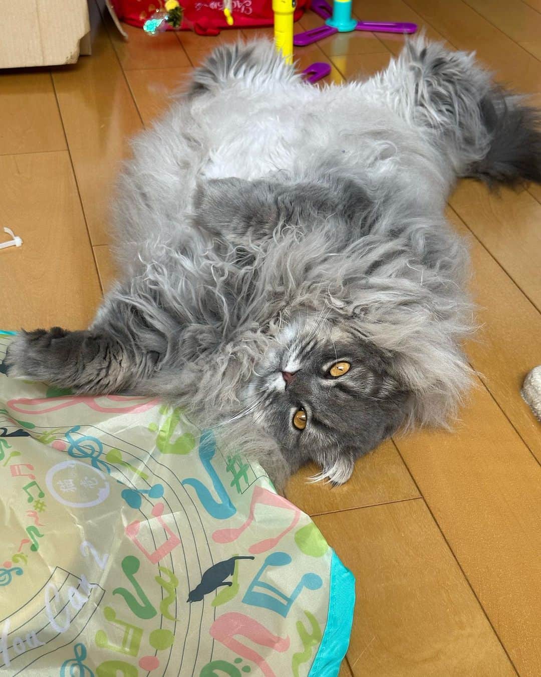 中川剛さんのインスタグラム写真 - (中川剛Instagram)「#ヘソ天ぽてと」10月2日 11時08分 - nakagawake.tsu