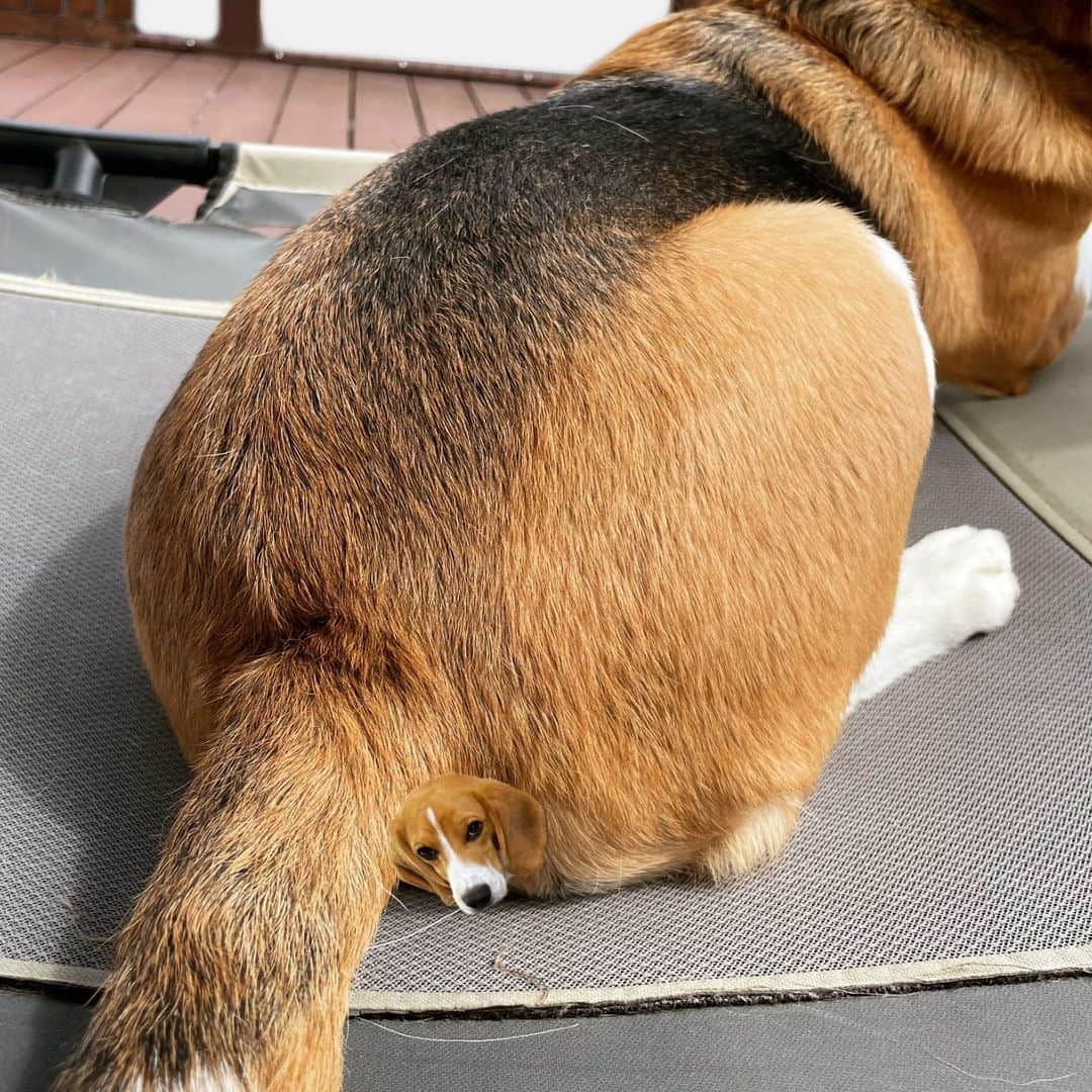 スティーヴン★スピルハンバーグさんのインスタグラム写真 - (スティーヴン★スピルハンバーグInstagram)「日常4コマーぬと 後ろ足の肉球丸見えーぬと見えないーぬ  #4コマ#パンダと犬#犬かわいい#犬#ビーグル#スティーヴンスピルハンバーグ」10月2日 11時11分 - steven_spielhamburg