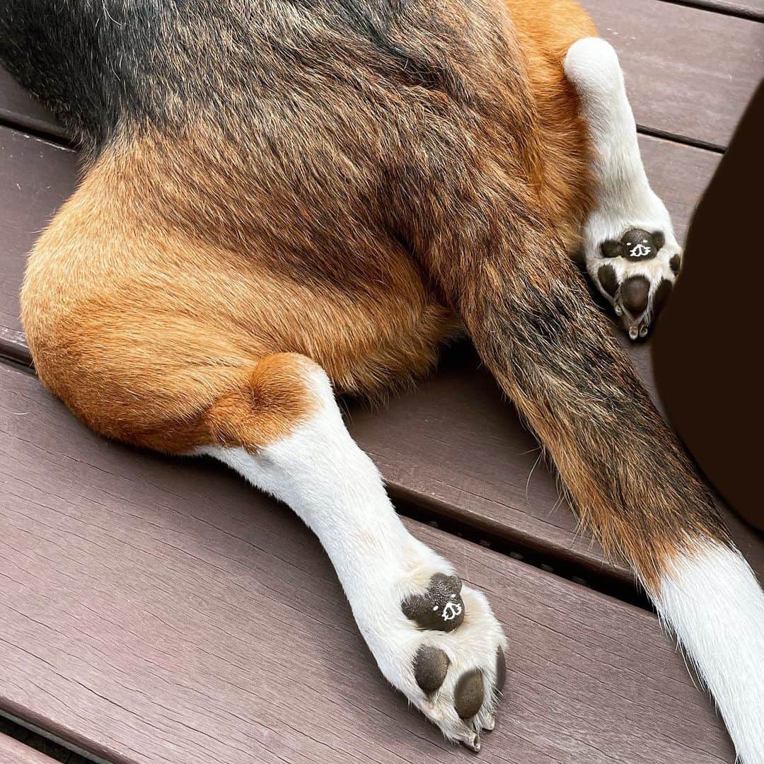スティーヴン★スピルハンバーグさんのインスタグラム写真 - (スティーヴン★スピルハンバーグInstagram)「日常4コマーぬと 後ろ足の肉球丸見えーぬと見えないーぬ  #4コマ#パンダと犬#犬かわいい#犬#ビーグル#スティーヴンスピルハンバーグ」10月2日 11時11分 - steven_spielhamburg