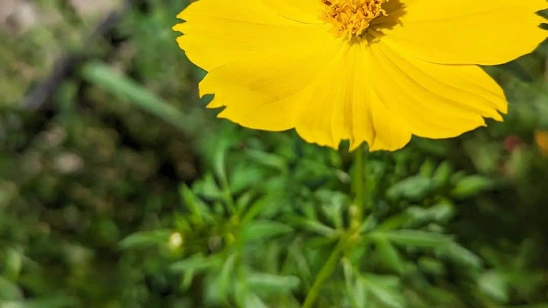 良田麻美さんのインスタグラム写真 - (良田麻美Instagram)「まだ、心に余白あり🐜」10月2日 11時14分 - asamiset