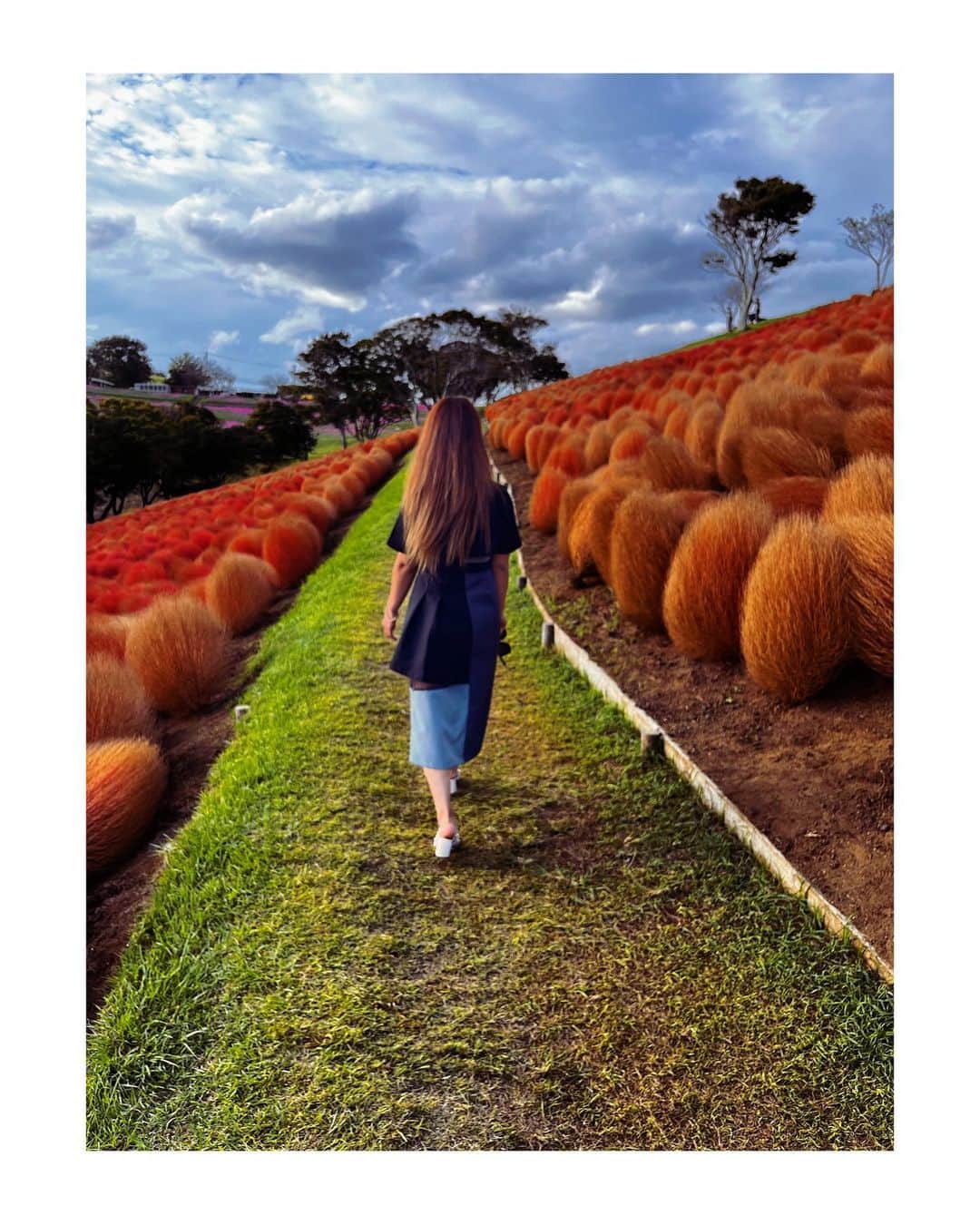 高田汐美のインスタグラム：「コキア拾ってはっつけた人 みたいになってますが自前です。  秋って好き♡  #マザー牧場　#秋　#コキア　#千葉　#日本　#autumn #japan #trip #instagood」