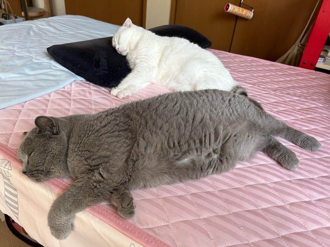 のインスタグラム：「こんにちにゃん😊 やっとですか？ 秋🍂ですか？ 油断しちゃダメですか？  午後も涼しいといいね☺️ 太陽☀️さん、本気出さないようにお願いします😣  #諭吉と幸来 #ゆきさく #猫のいる暮らし」