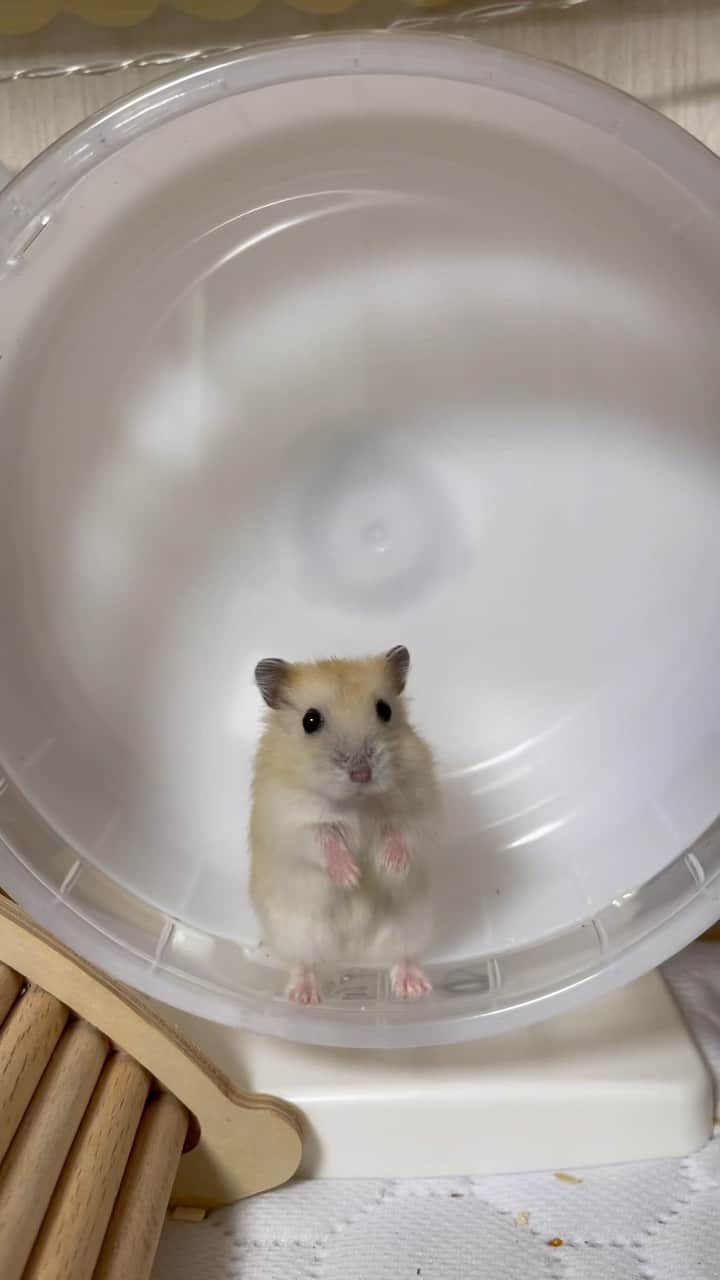 hamster_mocoのインスタグラム：「抱っこ抱っこ〜(∩´∀`∩)💕  お手手が大好きゆずちゃん🐹🍊👏 立っちでどこまでも追いかけてきます😂🫶  ゆずが我が家に来て1週間が経ちました。 まだ1週間しか経ってないんだっけ？！ってビックリするくらい懐いてくれて、すっかり我が家に馴染んでいます☺️👍  この1週間で背中の毛が茶色くなってきて身体もひと回り大きくなったよ！人懐っこいところや食いしん坊なところ、お空のラテちゃんにそっくりです😚🤍🐹  #ハムスターラテ   ラテは1歳4ヶ月と短命だったプディングの女の子。ラテちゃんのぶんも、ゆずちゃんには長生きして欲しいな😌ラテちゃん、ゆずちゃんの成長をお空から見守っていてね🌈 2023.10.2 ✼••┈┈••✼••┈┈••✼••┈┈••✼••┈┈••✼ #ハムスターゆず#ハムスター#ジャンガリアンハムスター#ジャンガリアン#ジャンガリアンプディング#プディングジャンガリアン#イエロージャンガリアン#ふわもこ部 #モフモフ#ペット#親バカ部 #hamster#djungarian#hamstagram#hammy#happy_pets#PET_OF_OUR_WORLD#igersjp#ig_japan#instapet#weeklyfluff#kawaii#cute#仓鼠#정글리안#햄스터」