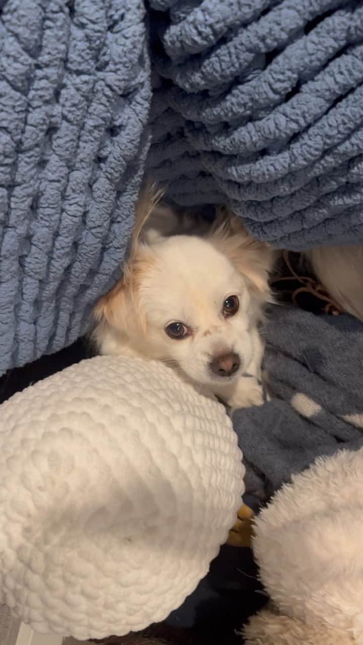 のインスタグラム：「Just decided to crawl under that blanket and have a moment. Like lifting off the crust of a chicken pot pie to find a huge chunk of white meat.」