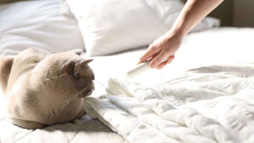 ムクリ［mukuri］さんのインスタグラム写真 - (ムクリ［mukuri］Instagram)「人も猫も暮らしやすいお家にするために〜朝のお掃除ルーティン  「3匹の猫たちに気持ちよく暮らして欲しい。」 そんな想いから始まった 森の家さんのお掃除ルーティン。   きっかけは愛猫たちのために始めた掃除でしたが、 今では一日のスタートを気持ち良く切るための 大切な習慣になりました。  ポイントはご主人との家事分担の仕方。  きっちり担当を決めるのではなく 「先に起きた人」「後に起きた人」という 大きな分け方でその日の担当を決めているそう。 時には”後起き”を狙った攻防戦も（笑）   そして得意なことは お互いにお任せして固定化するなど、 やり続けていく中でベストな方法を話し合って変えていく。  これが朝掃除を習慣化させるコツなのかもしれません。  起床してから40分かけてする朝掃除。  森の家さんご夫婦が 1年半かけて作り上げた朝掃除のルーティンと、 登場する３匹の猫ちゃんたちの愛らしさにも ぜひ注目しながらご覧くださいね＾＾  –––––––––––––––––– ムクリ公式アカウントでは くらしの中にある"好き"や"コダワリ"を毎日お届け。  インテリア、整理収納から家づくりなど 日常で参考になる情報から サラッと読める短編コラムまで ご紹介していますのでフォローしてぜひご覧ください。 ▶︎ @mukuri_official ・  「 #ムクリ 」のタグもいつも楽しく拝見しています☺️  オリジナルブランドは @daily_mukuri  くらしの中にあったらいいいな、 そんな商品を企画・制作、集めています。 ––––––––––––––––––  #掃除 #掃除記録 #暮らしを整える#一軒家 #猫のいる暮らし #猫との暮らし #シンプルな暮らし #暮らし #ルーティン #ルーティン家事 #家事 #掃除習慣 #マイホーム#インテリア#シンプルインテリア#ナチュラルインテリア#無印良品#すっきり暮らす#日々のこと#日常#暮らしを楽しむ#くらしの編集#ムクリ」10月2日 12時05分 - mukuri_official