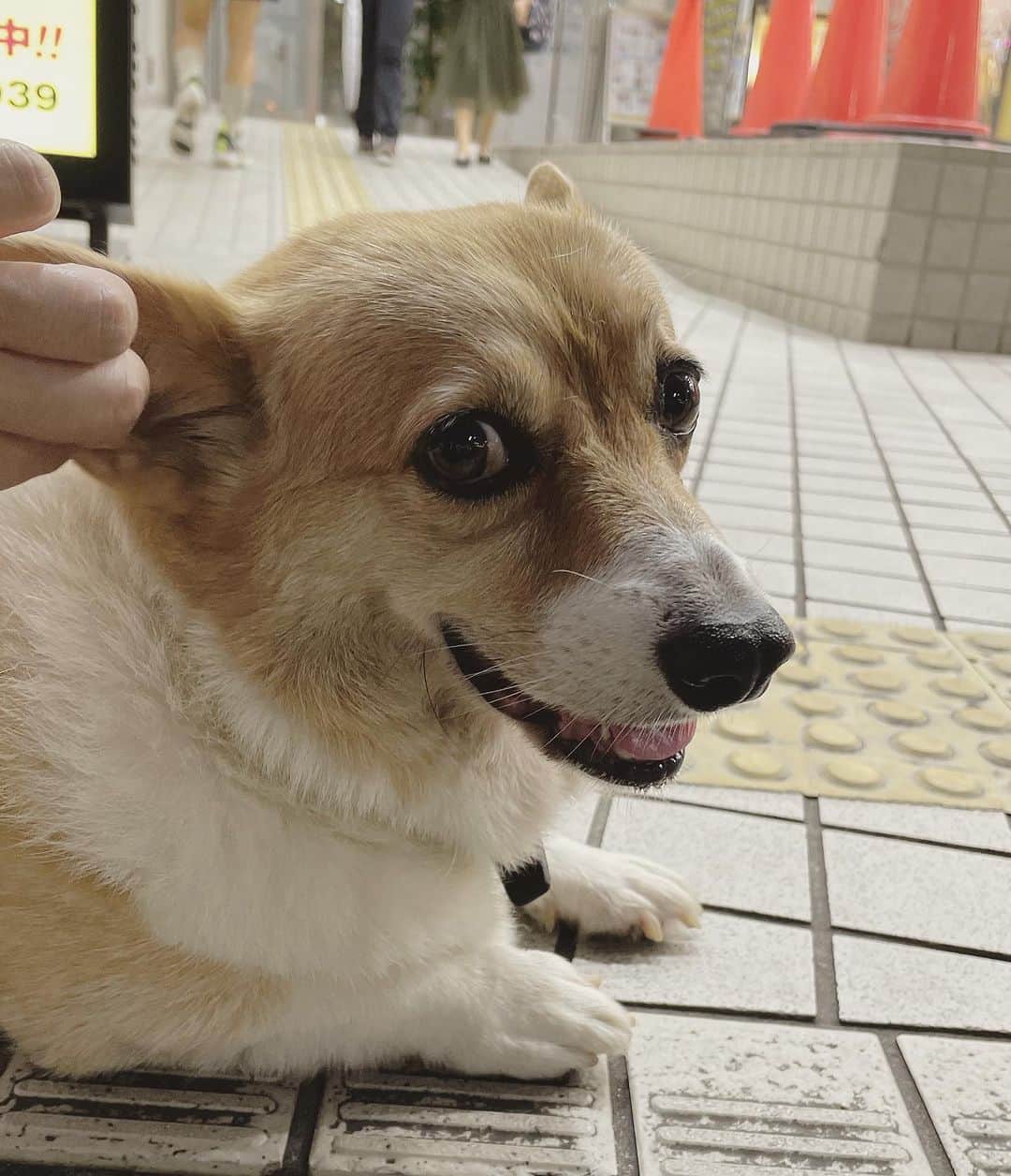 橋本志穂のインスタグラム：「昨日、XTREAM1を観戦に行った時、 会場の近くの複合ビルの前で ジーっとお利口さんに待ってる子発見‼️ 飼い主さんが消えてったと思える方向ジーッとみつめて、不安そう。 飼い主さんが来るまで、 一緒に待っててあげたけど 私の方を見るのもチラチラっと。 そういう人見知りな感じもヌーイに似てて、 ヌーイと一緒にいる気分でした。 そしたらご夫婦がやってきて 飼い主さんかと思ったら 「まぁ、コタに似てる」って。 その方も虹の橋に渡った愛犬を思い出して、写真見せてくださった。 色の薄いコギたんで、 ヌーイと同じ。。。 そう待たずに飼い主さんが現れた途端、めちゃくちゃ嬉しそう〜 そして、飼い主さんが迎えに来た後は 私のところにも鼻先を向けて尻尾振ってくれました。  人見知りではないけど 飼い主さんがいないと、ナーバスになっちゃう忠犬さんでした。  あー、コワンとヌーイに会いたいなぁ。。。  #コーギー #corgi」