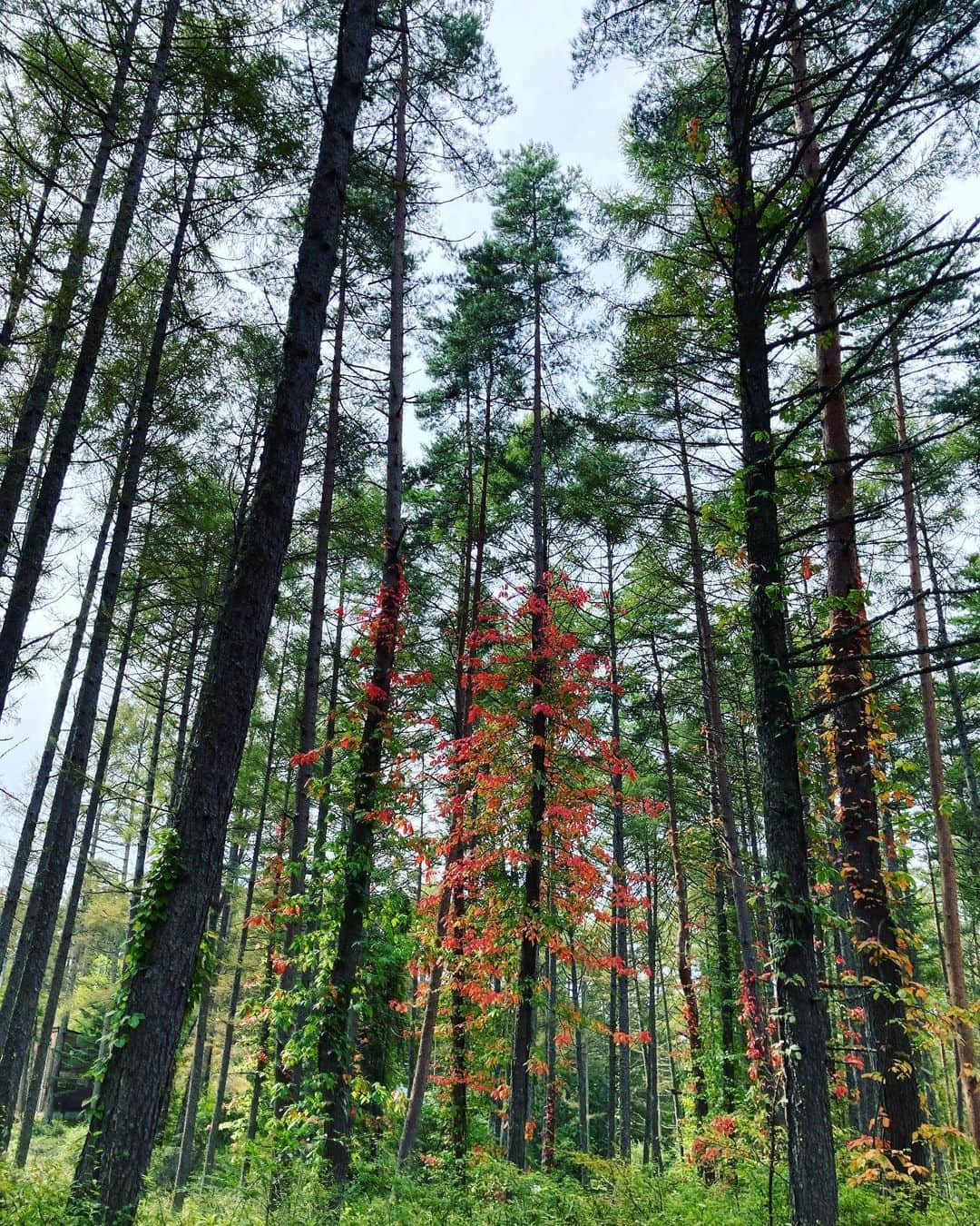 井上荒野さんのインスタグラム写真 - (井上荒野Instagram)「紅葉のはじまり。ツタウルシ。」10月2日 12時19分 - arereno