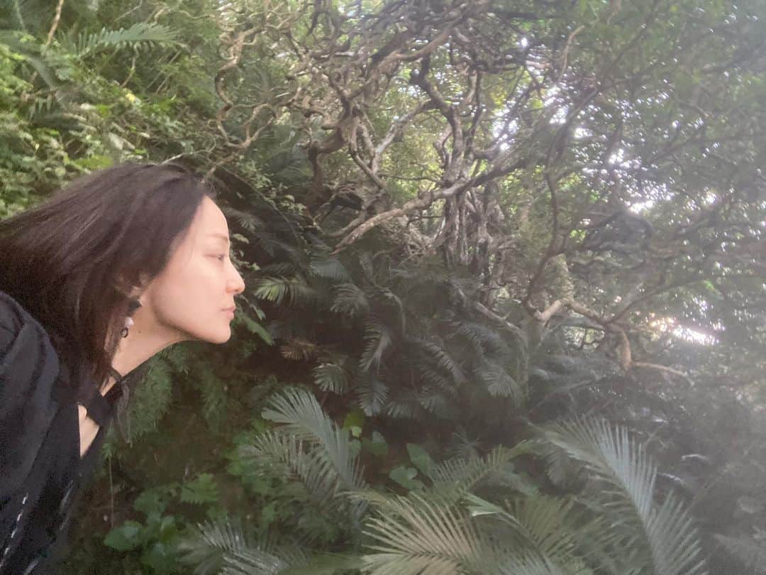 中越典子さんのインスタグラム写真 - (中越典子Instagram)「石垣島 の素晴らしいガジュマルの木に会ってきました♡  心がひらいて、、、 自然からも人からも、色々プレゼントを貰った旅になり、わたくし満たされてきましたぁ  #石垣島 #ガジュマル #海が美しい#食事も美味しい #エネチャージ ありがとう石垣♡」10月2日 12時50分 - nakagoshi_noriko.official