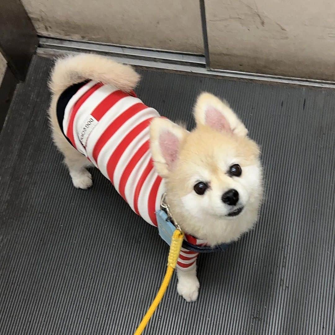 YO!YO!YOSUKEのインスタグラム：「冬支度へ  柴カットからの脱却へ  #ポメラニアン #癒し #愛犬 #ペット」